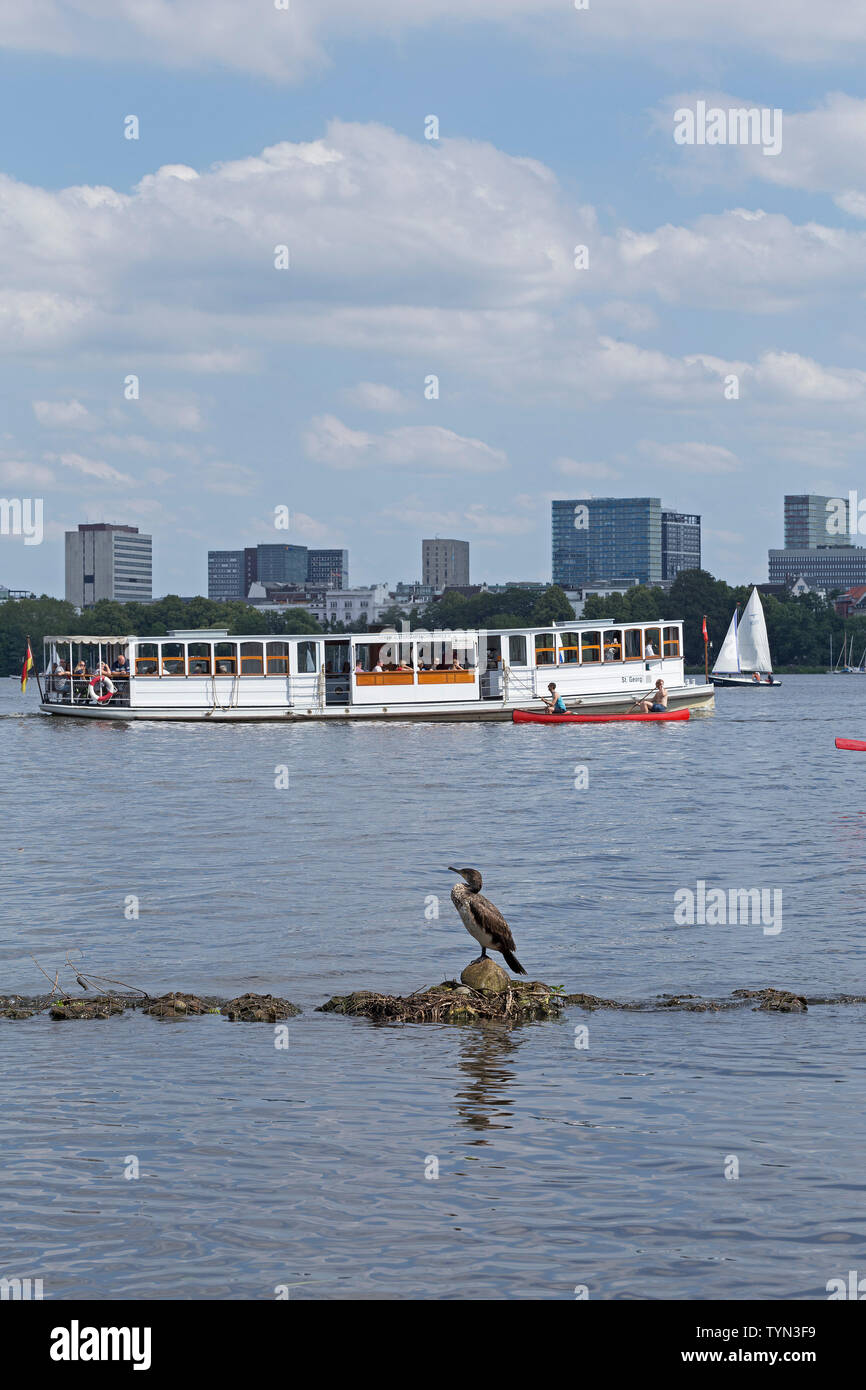 Cormorano (Phalacrocorax carbo), Alster esterno, Amburgo, Germania Foto Stock