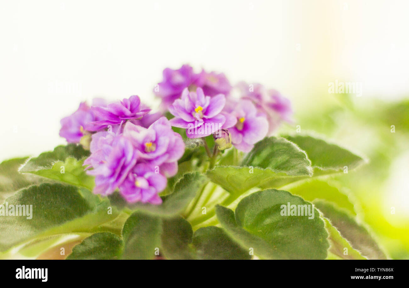 Bella viola mammola sul davanzale durante la fioritura Foto Stock