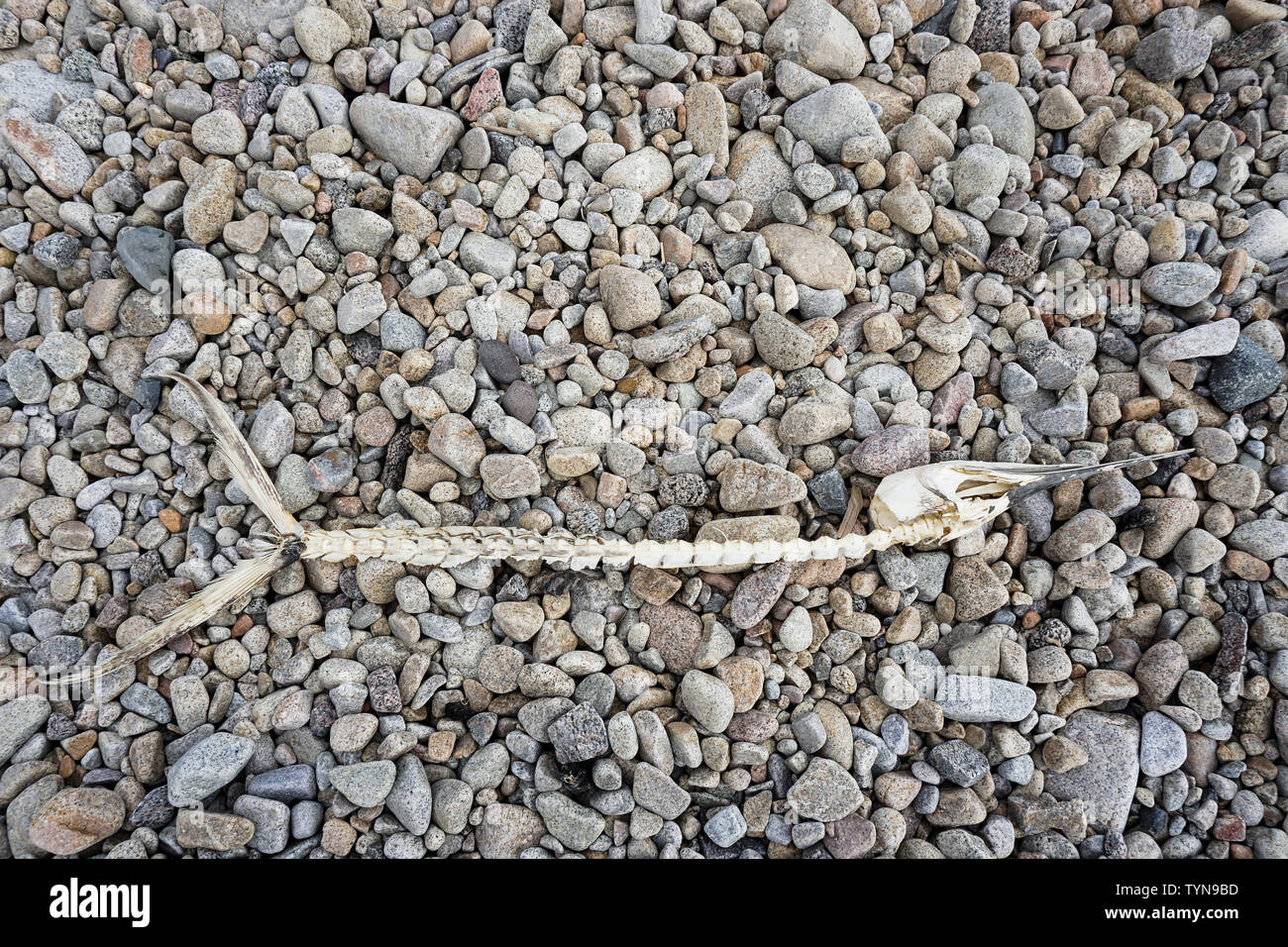 Morto e sun imbianchiti scheletro di un pesce è lavato a terra Foto Stock