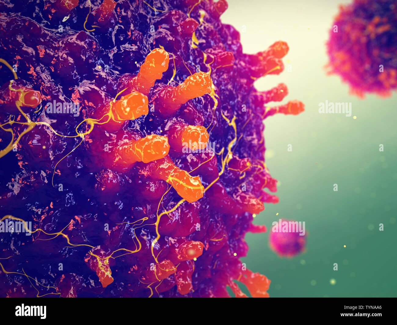 Il morbillo è anche noto come morbilli e rosolia è un'infezione virale estremamente contagiosa, Morbillo Morbilliviruses Foto Stock