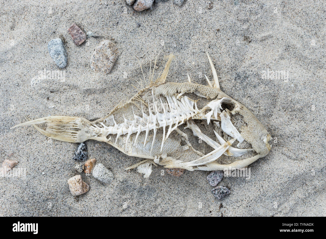 Morto , sun imbianchiti pesce lavato a terra Foto Stock