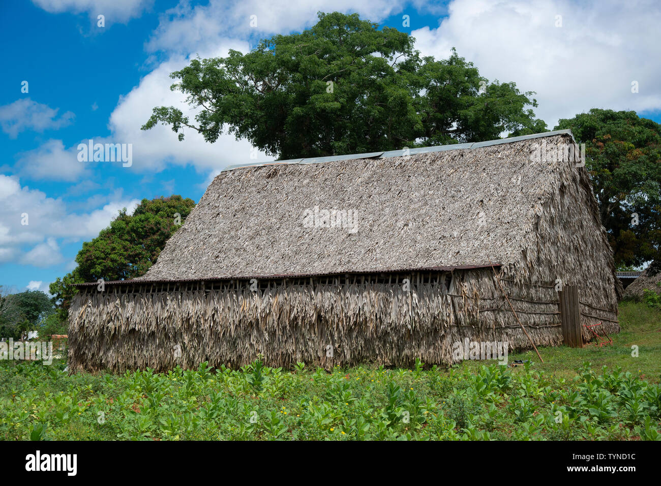 Tradizionale di essiccazione del tabacco sparso in Vinales Valley, Vinales, Pinar del Rio provincia,Cuba, dei Caraibi Foto Stock