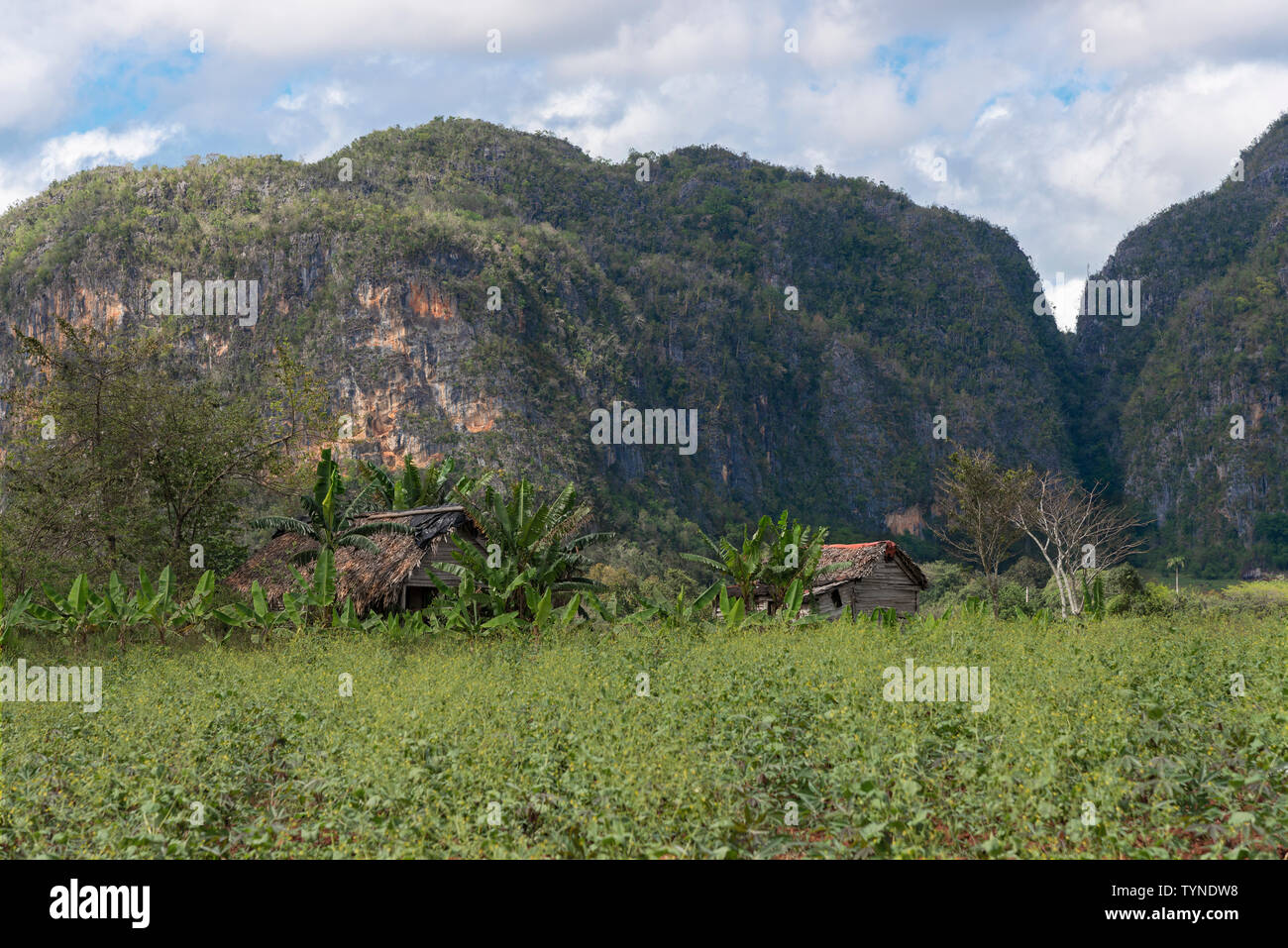 Tradizionale rurale scena con calcare mogotes nella verdeggiante Vinales Valley, Vinales, Pinar del Rio provincia,Cuba, dei Caraibi Foto Stock