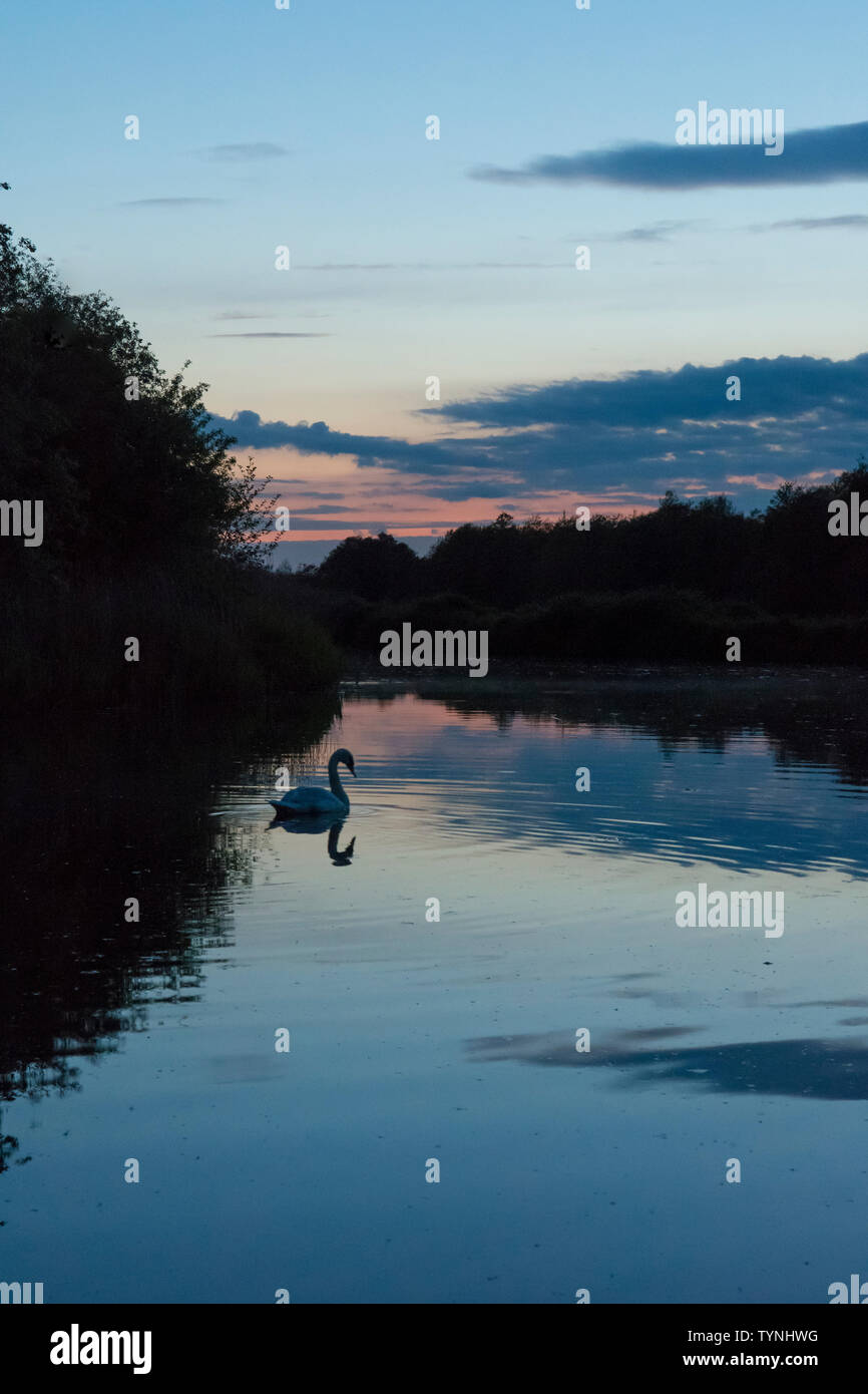 Cigno, Cygnus olor, nuoto su ancora acqua del fiume Ant, il Parco Nazionale Broads del Norfolk, Regno Unito. tramonto, crepuscolo, alberi, Blue River scena. Foto Stock
