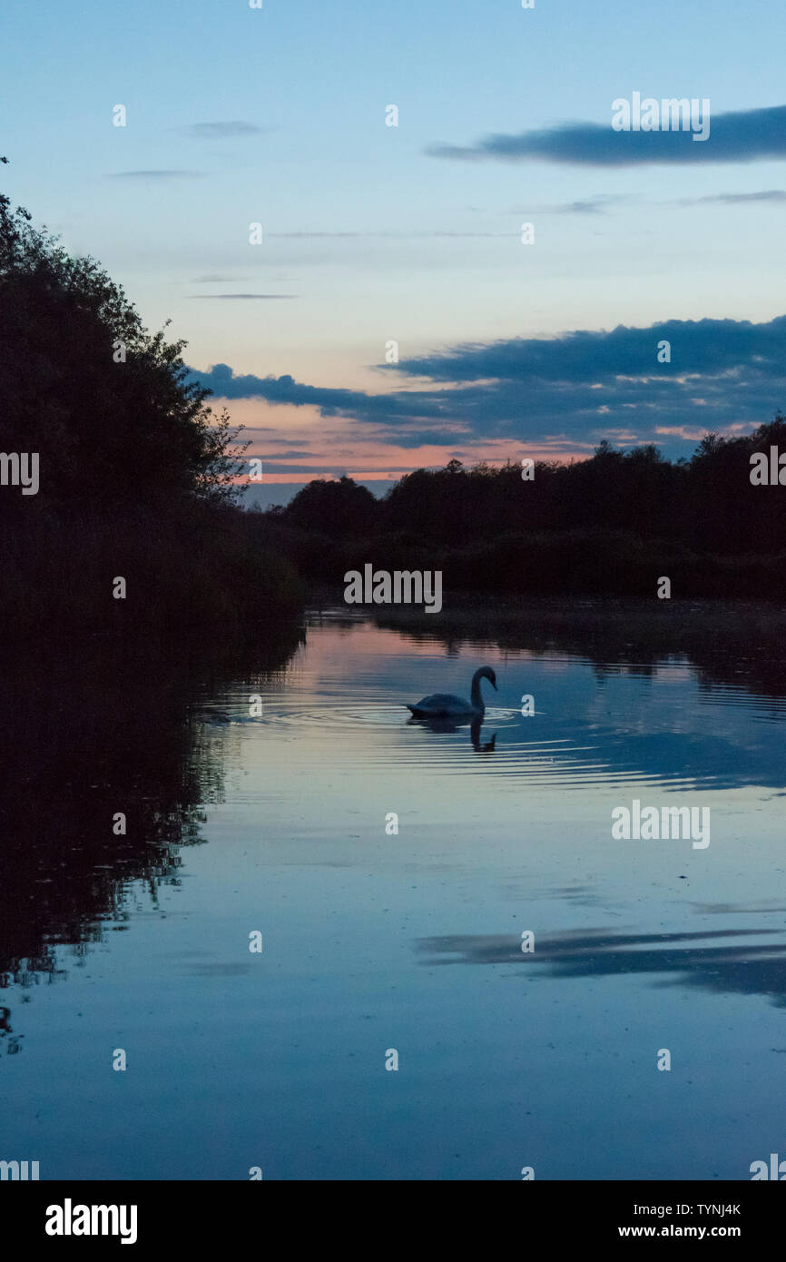 Cigno, Cygnus olor, nuoto su ancora acqua del fiume Ant, il Parco Nazionale Broads del Norfolk, Regno Unito. tramonto, crepuscolo, alberi, Blue River scena. Foto Stock