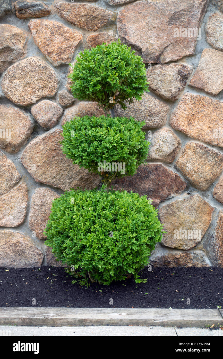 Evergreen Topiary di fronte al muro di pietra Foto Stock