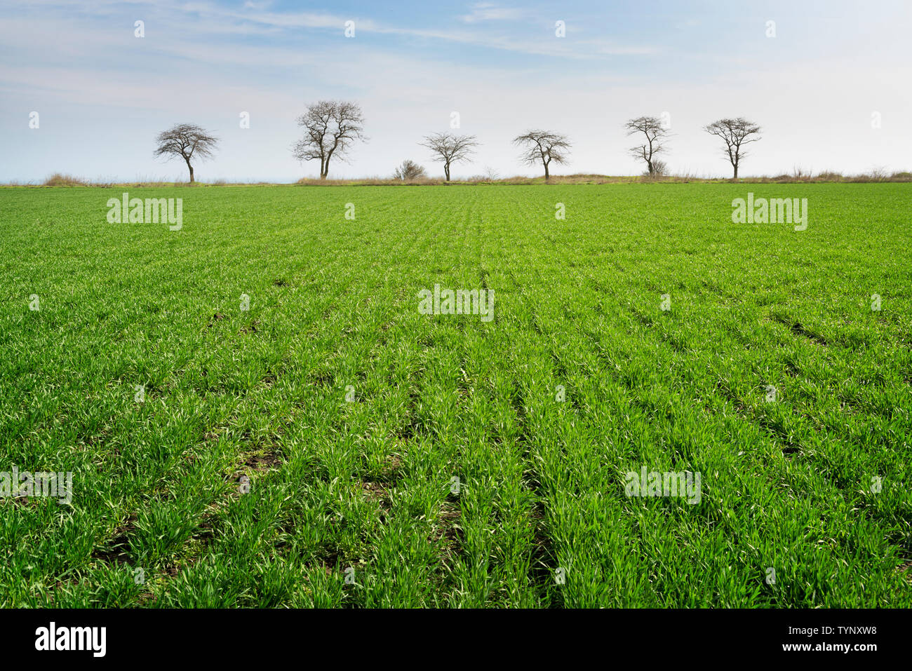 Campo primaverile con giovani Grano verde e linea di alberi sullo sfondo Foto Stock