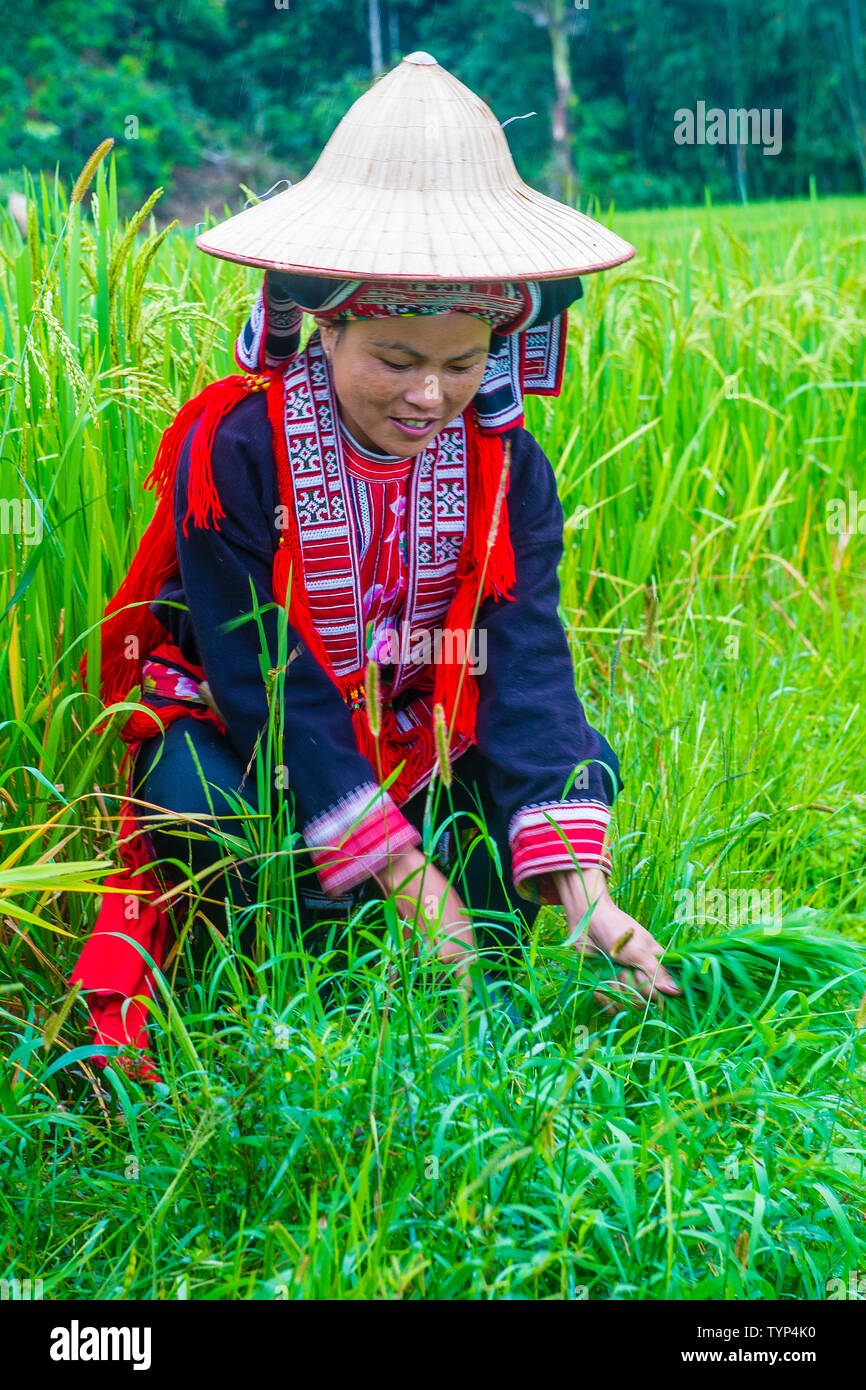 La donna da Red Dao in minoranza in un villaggio vicino a Ha Giang in Vietnam Foto Stock