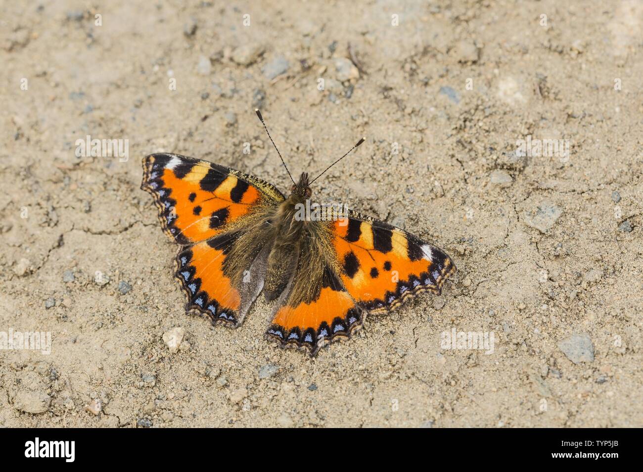 La piccola tartaruga butterfly, un colorato arancione rossastro Eurasian butterfly con nero e macchie blu, seduto sulla terra asciutta sulla soleggiata giornata estiva. Foto Stock