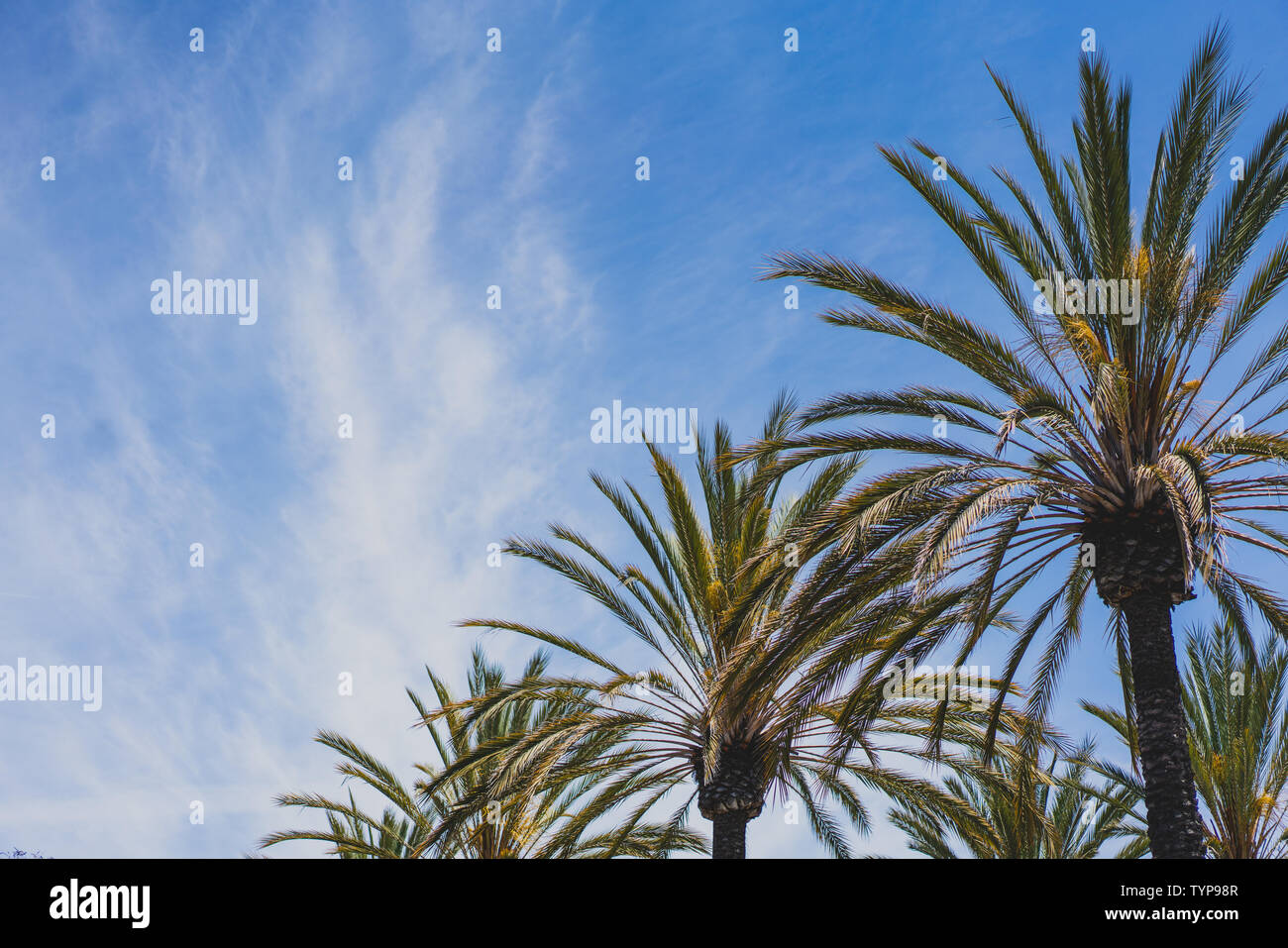 Alberi di palma con cielo blu e nuvole Foto Stock