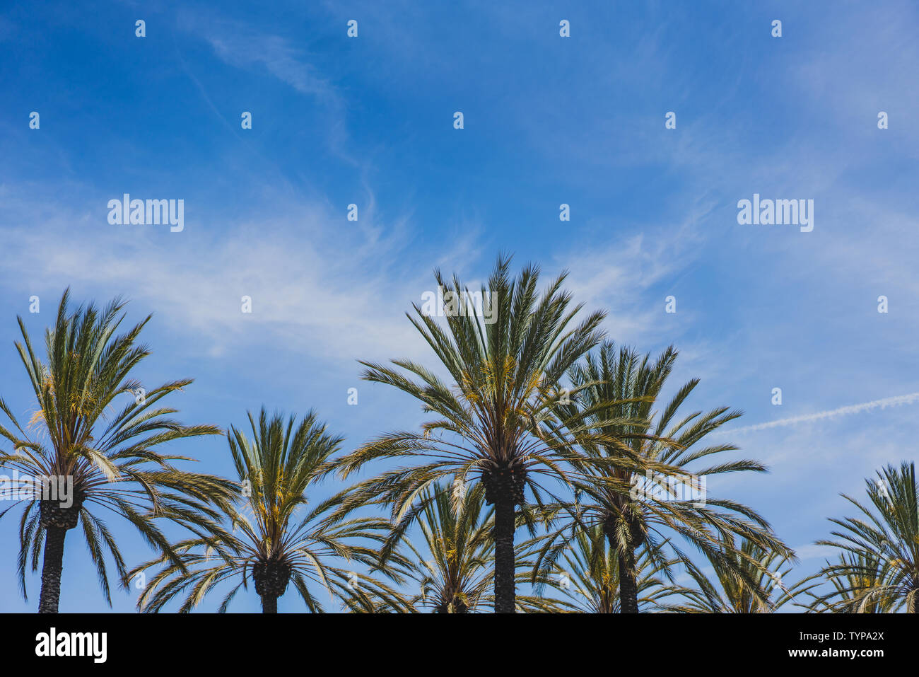 Alberi di palma con cielo blu e nuvole Foto Stock