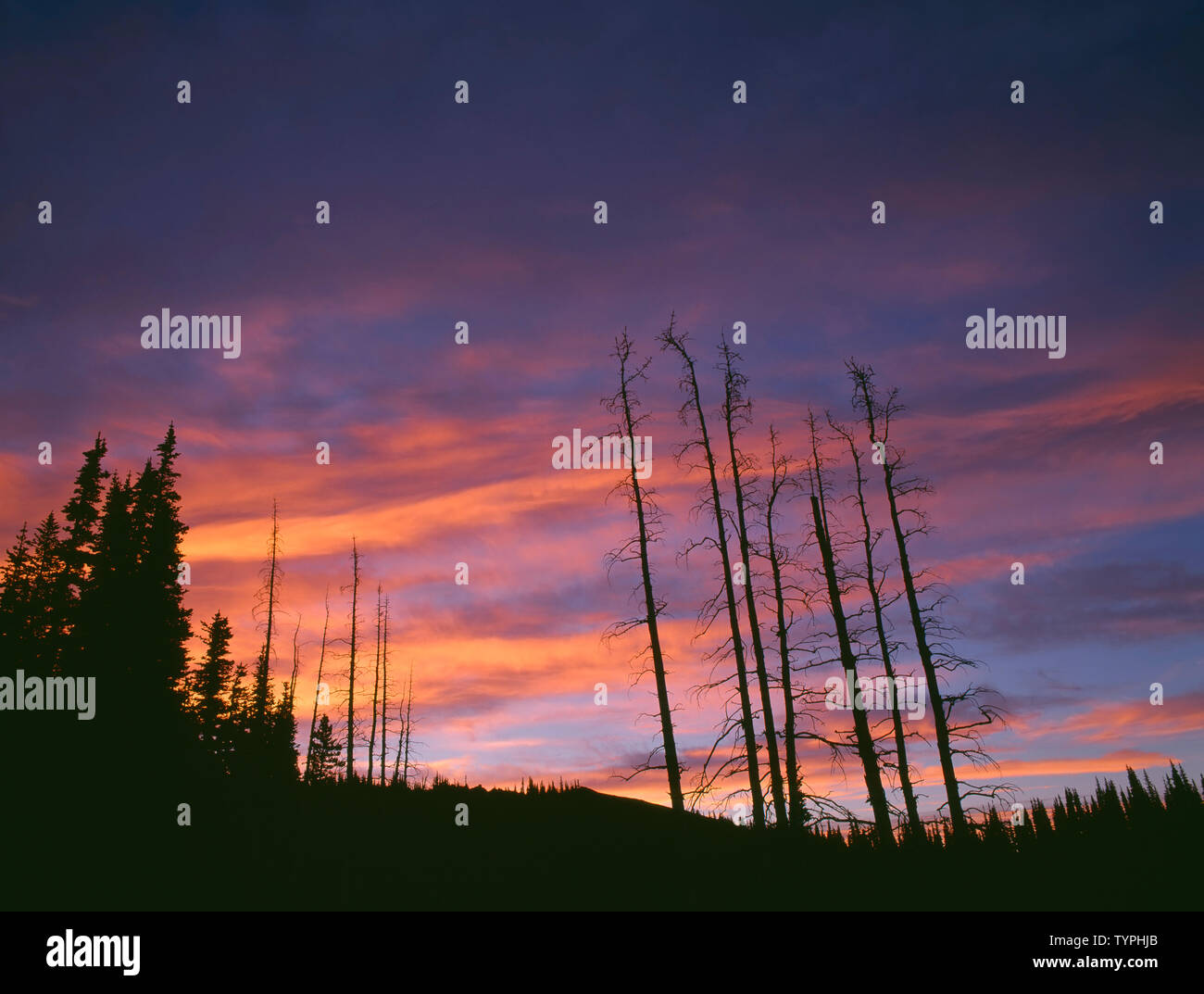 Stati Uniti d'America, Washington, il Parco Nazionale di Olympic, Sunrise oltre le conifere e intoppi, dal parco dei cervi. Foto Stock