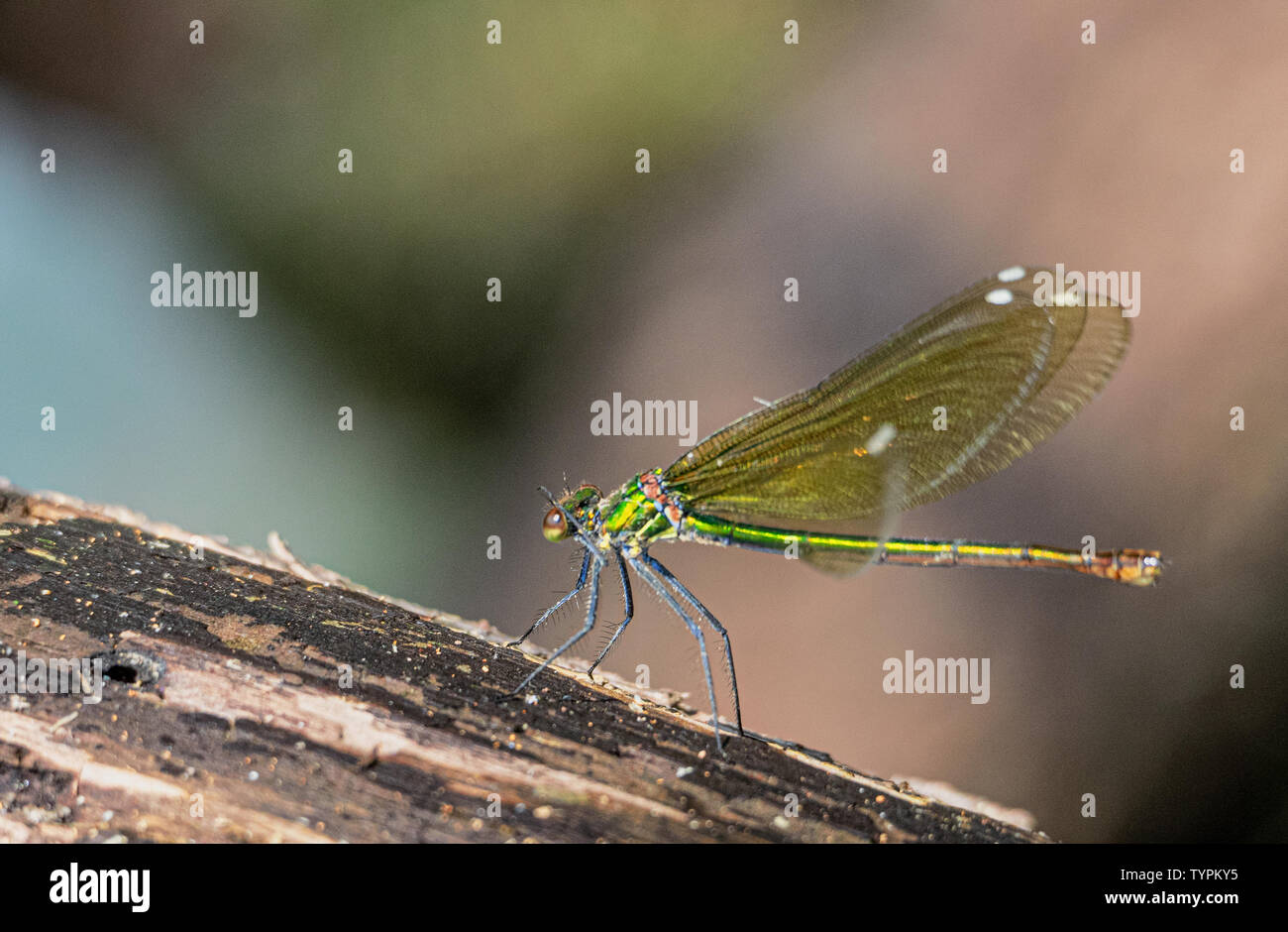 Libellula verde in appoggio sul tronco di albero in cerca di insetti Foto Stock