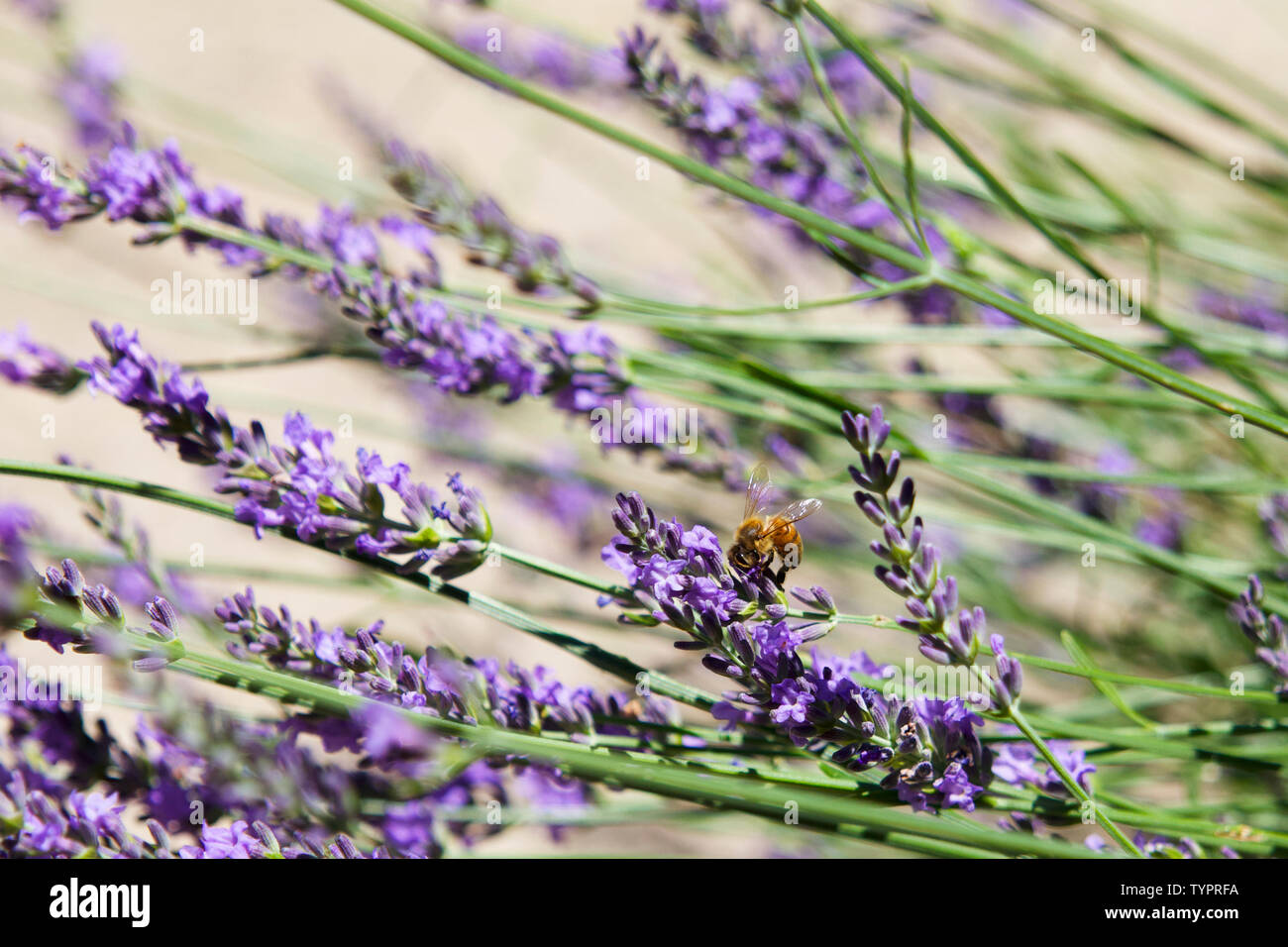 Un miele delle api bevande impollinatrice nettare dei fiori di lavanda. Foto Stock