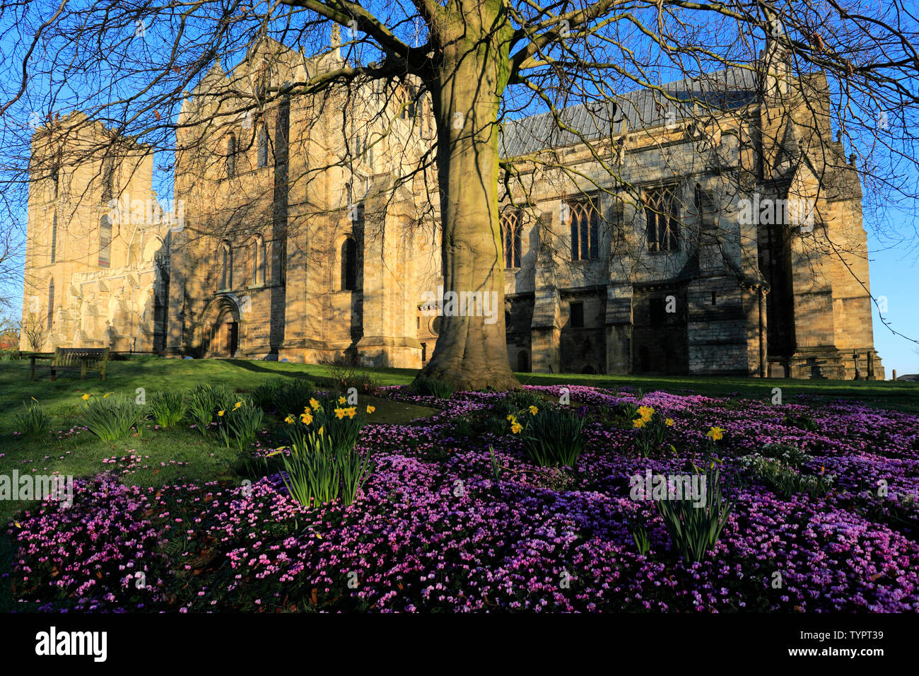 Fiori di Primavera, nella cattedrale di Ripon; Ripon città; North Yorkshire; Inghilterra; Regno Unito Foto Stock