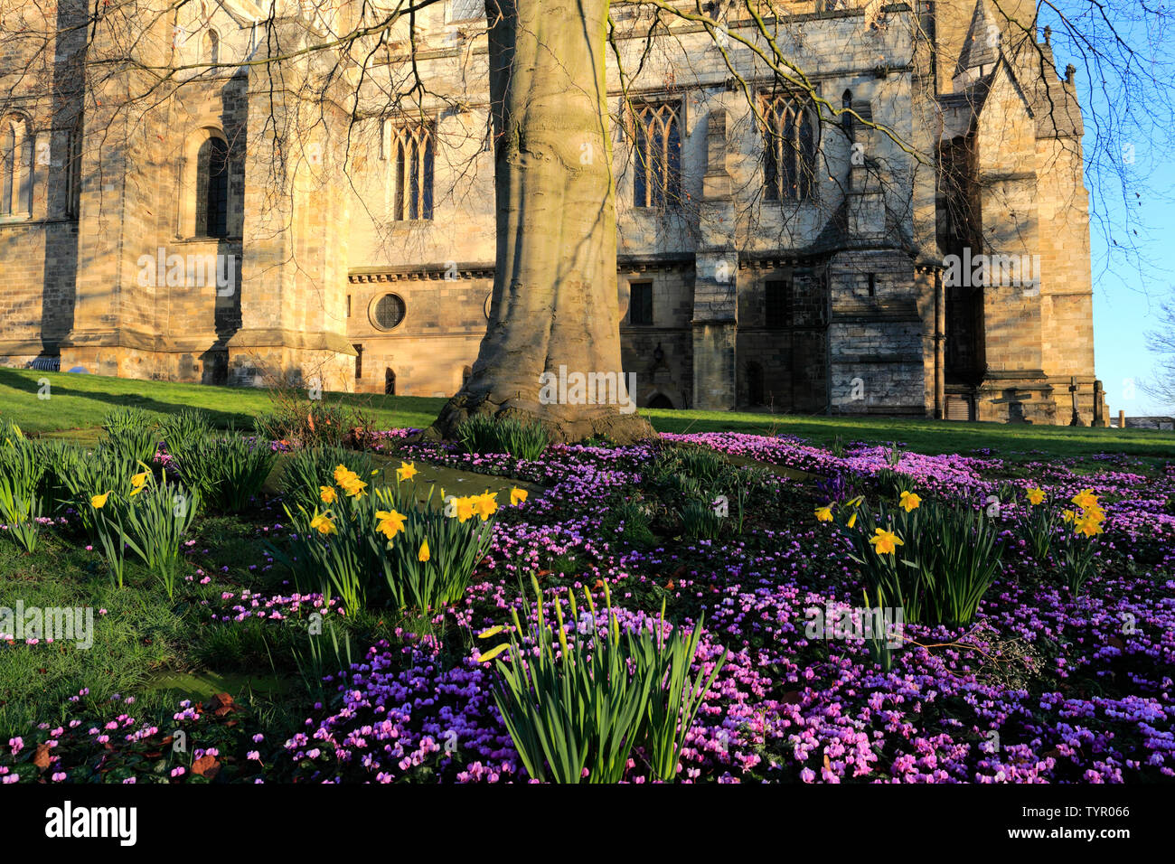 Fiori di Primavera, nella cattedrale di Ripon; Ripon città; North Yorkshire; Inghilterra; Regno Unito Foto Stock
