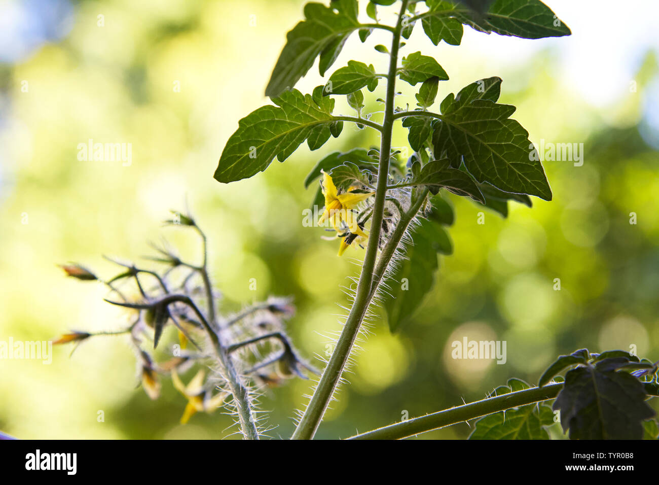 Il pomodoro fiori dal contenitore Urbano garden. Foto Stock