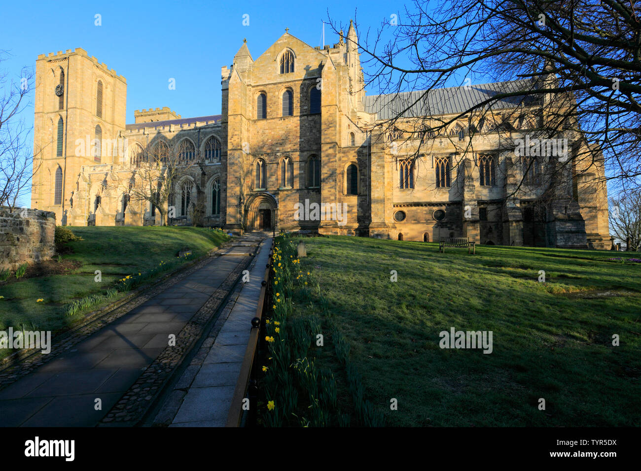 Fiori di Primavera, nella cattedrale di Ripon; Ripon città; North Yorkshire; Inghilterra; Regno Unito Foto Stock