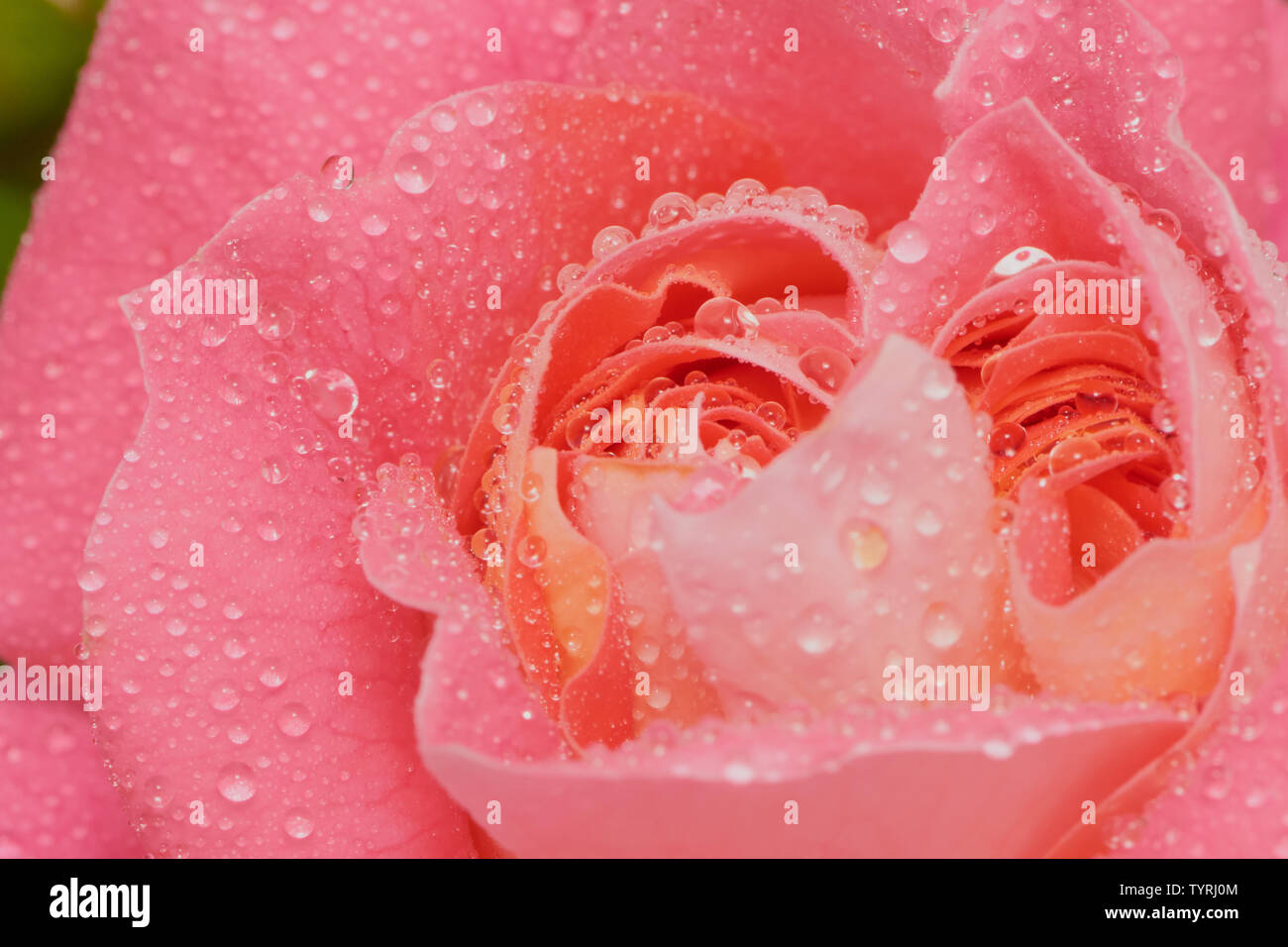 Macro di rosa rosa con il nome: Eden rose, con gocce d'acqua Foto Stock