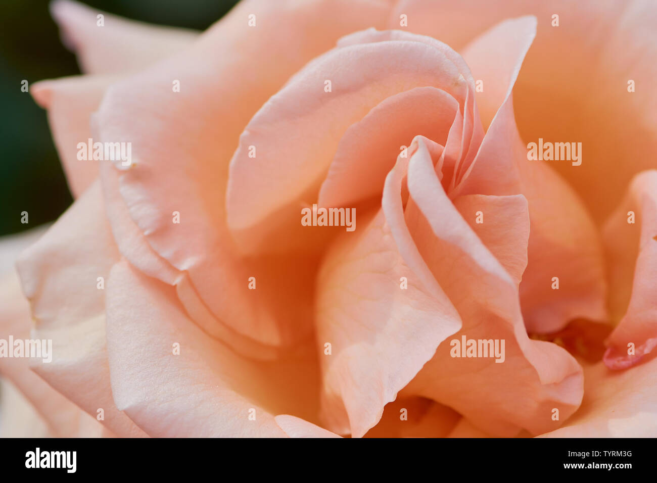 Foto macro di albicocca colore rosa con il nome: oltre la luna Foto Stock