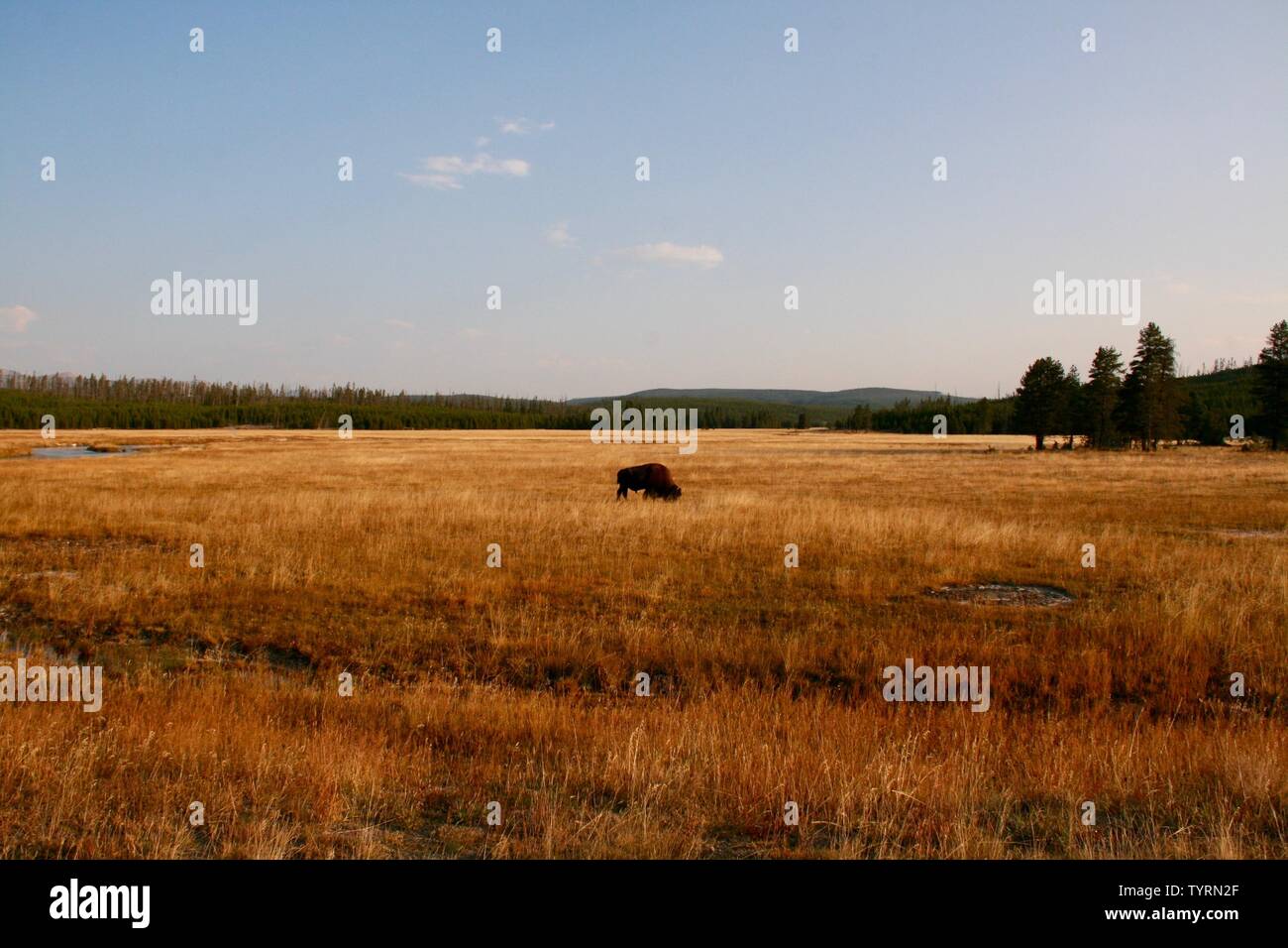 Il bisonte onesome nella larghezza della prateria Foto Stock Il bisonte onesome nella larghezza della prateria Foto Stock