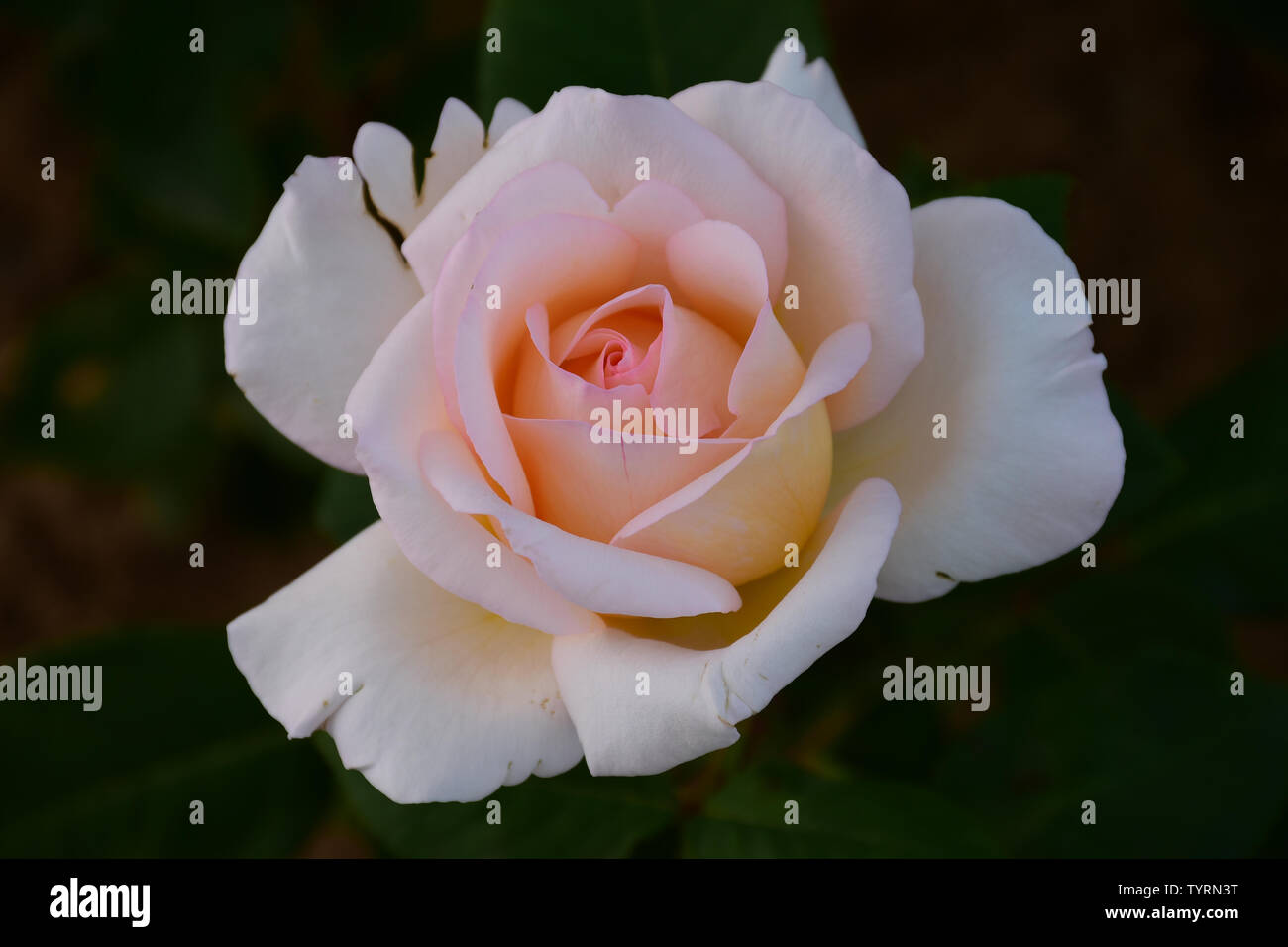 Close up di albicocca colore rosa con il nome: Parfum Royal arrampicata Foto Stock