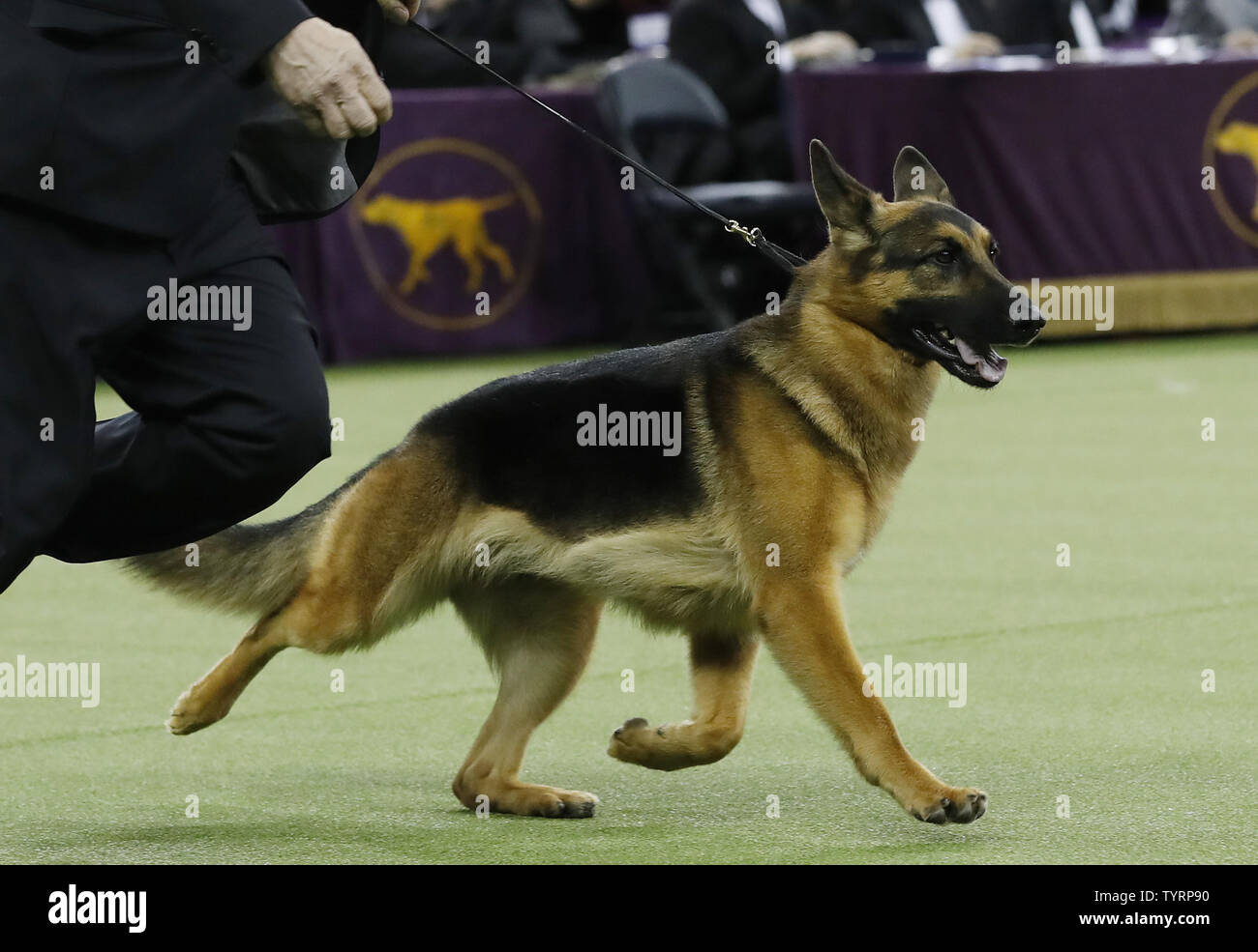 Pastore Tedesco Rumor compete prima di vincere Best In Show alla 141annuale di Westminster Kennel Club Dog Show al Madison Square Garden di New York City il 14 febbraio 2017. Tre razze comprese American Glabre Terrier, il Pumi e Sloughi faranno il loro debutto quest'anno. Il primo spettacolo di Westminster si è tenuta il 8 maggio 1877, il che la rende la seconda più a lungo tenuto continuamente evento sportivo negli Stati Uniti dietro solo il Kentucky Derby, che è stato organizzato per la prima volta nel 1875. Foto di Giovanni Angelillo/UPI Foto Stock