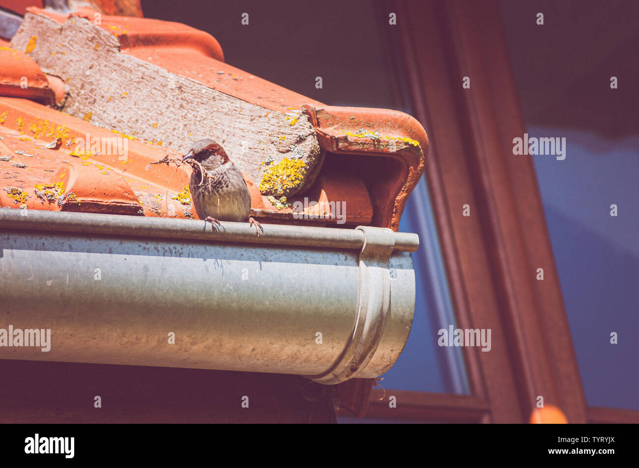 Un passero bird peached su un tetto con ramoscelli di legno nel suo becco. Occupato facendo un nido. Foto Stock