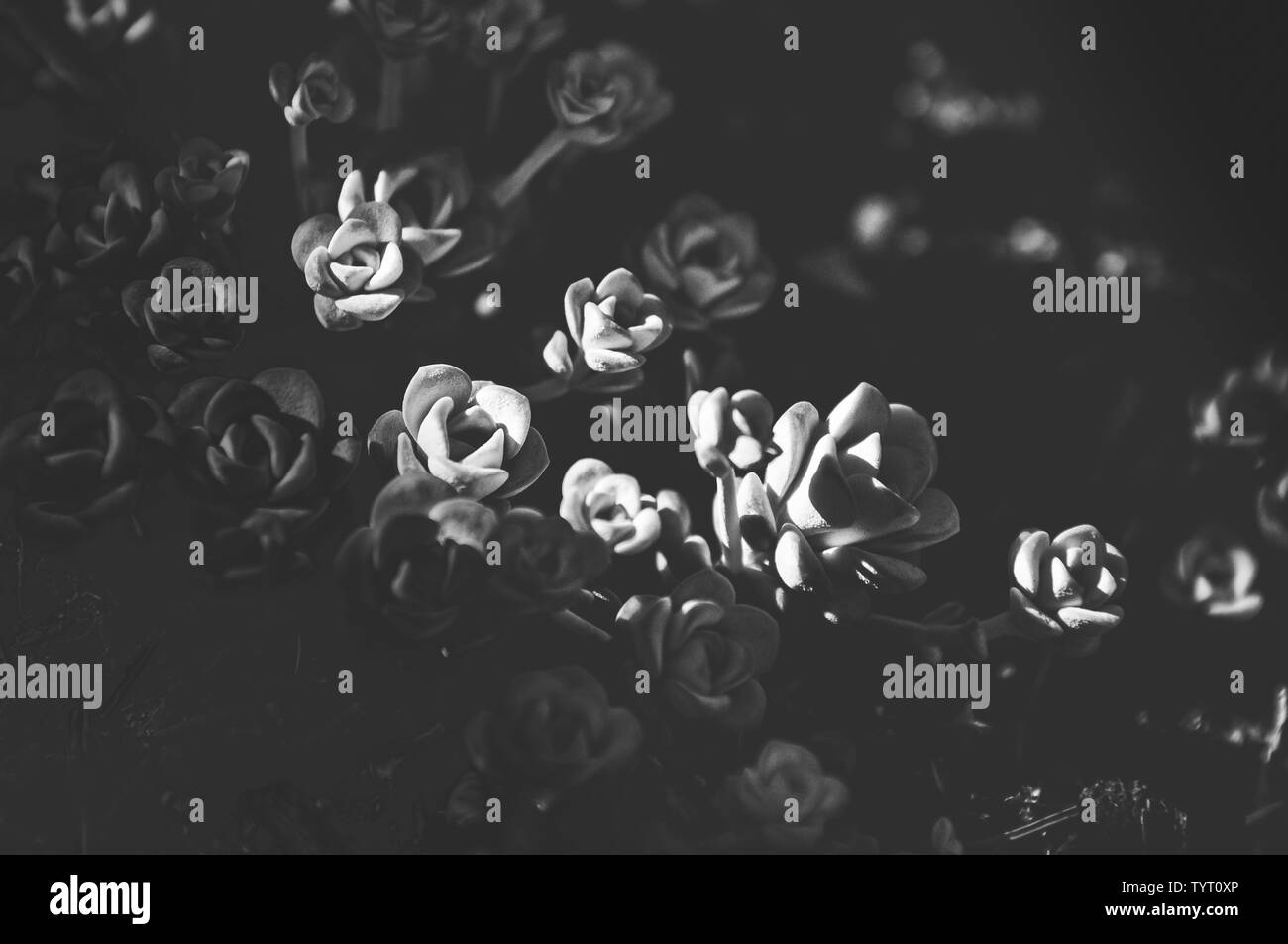 Piante grasse Foto Stock