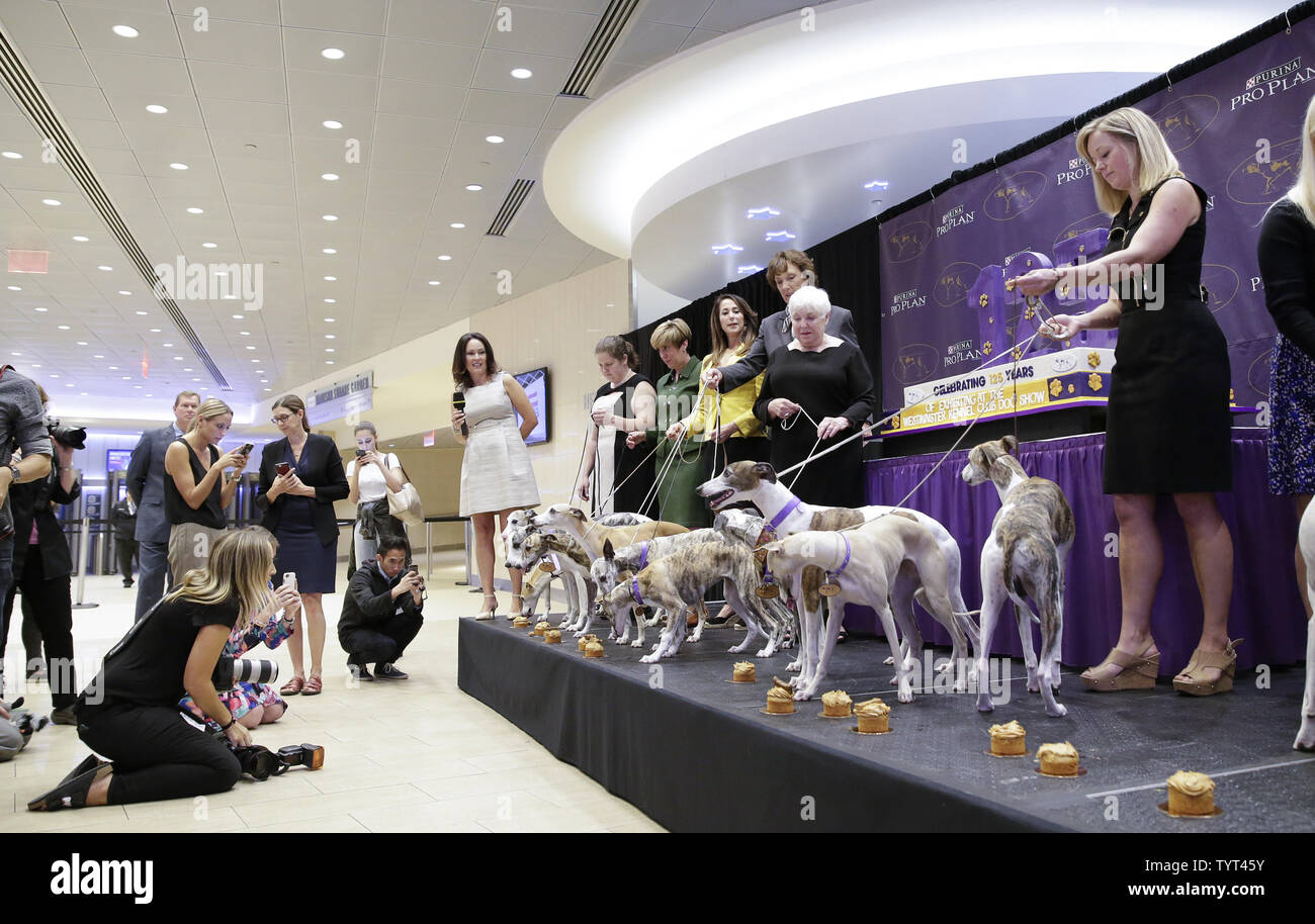 Whippet Mangiare burro di arachidi tortine quando arrivano sul palco quando la razza festeggia i 125 anni dal loro primo concorso al Westminster Dog Show al Madison Square Garden di New York il 26 settembre 2017. Whippet sono state introdotte per la prima volta al Westminster Kennel Club Dog Show nel 1893 come membro del gruppo sportivo. Il primo spettacolo di Westminster si è tenuta il 8 maggio 1877, il che la rende la seconda più a lungo tenuto continuamente evento sportivo negli Stati Uniti dietro solo il Kentucky Derby, che è stato organizzato per la prima volta nel 1875. Foto di Giovanni Angelillo/UPI Foto Stock