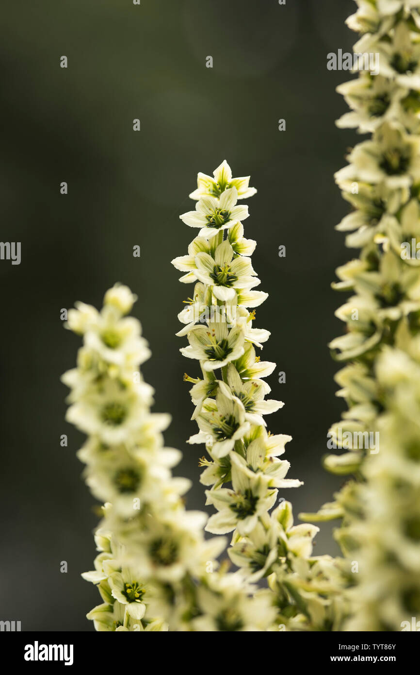 L'elleboro bianco (Veratrum album), noto anche come falso helleborine, un velenoso pianta flowering nativa per Europa e Asia occidentale. Foto Stock