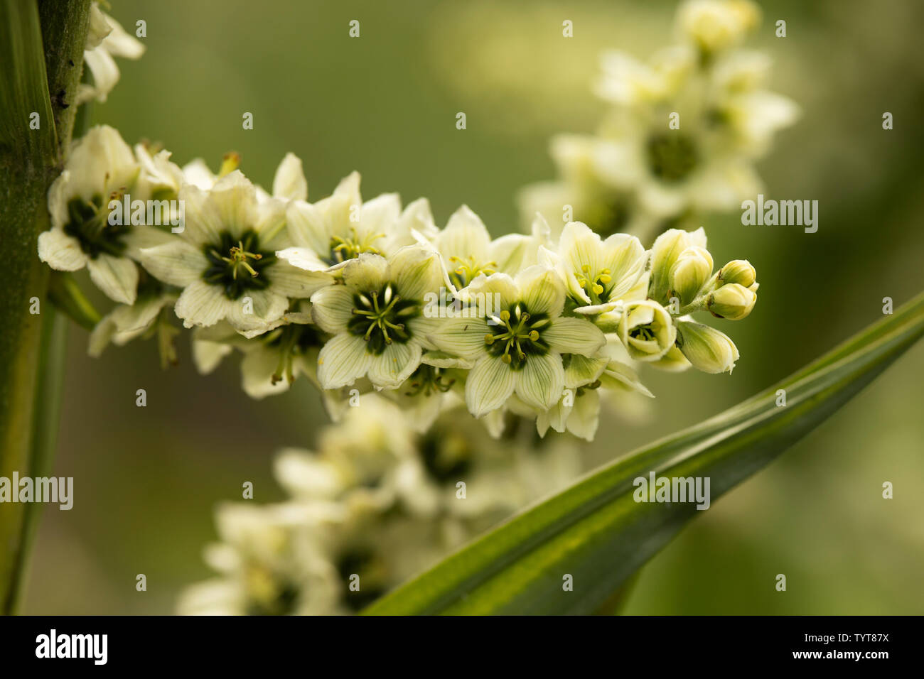 L'elleboro bianco (Veratrum album), noto anche come falso helleborine, un velenoso pianta flowering nativa per Europa e Asia occidentale. Foto Stock