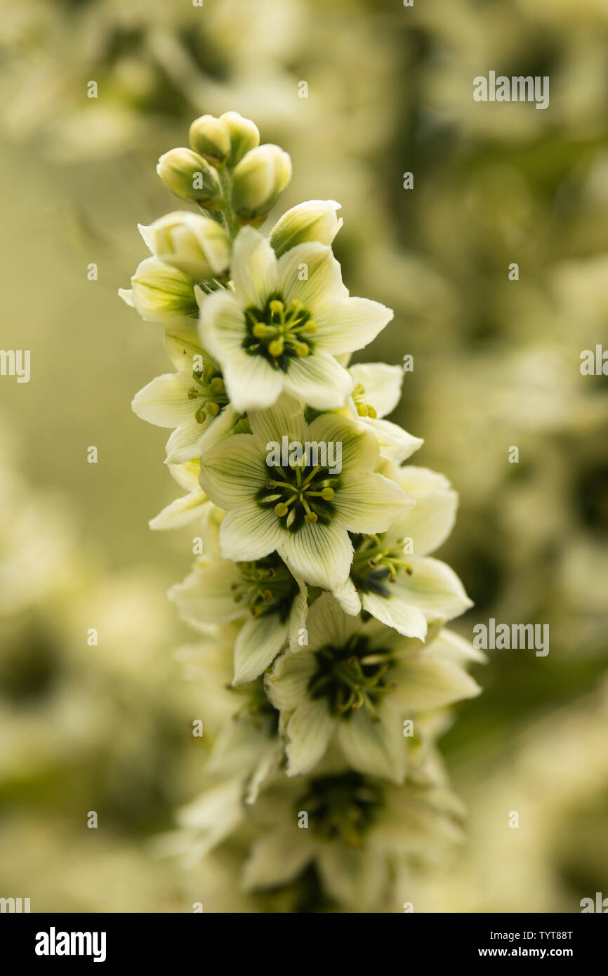 L'elleboro bianco (Veratrum album), noto anche come falso helleborine, un velenoso pianta flowering nativa per Europa e Asia occidentale. Foto Stock