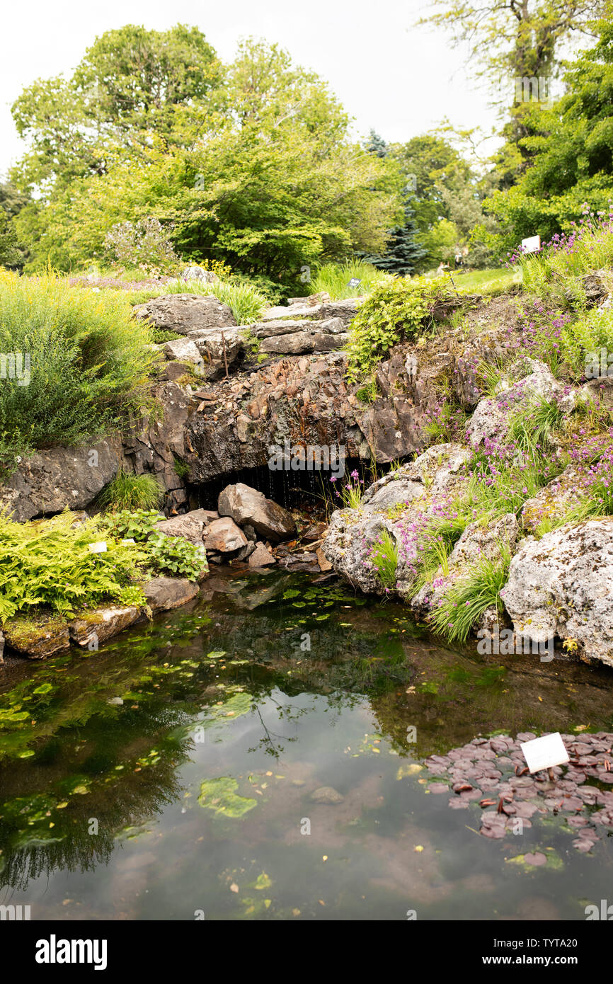 La montagna-come paesaggistico giardino di roccia in piena fioritura in primavera presso il giardino botanico dell'Università presso il Museo di Storia Naturale di Oslo, Norvegia. Foto Stock