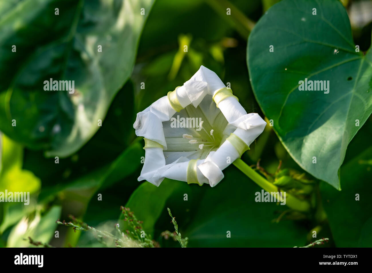 Wild fiore bianco nascosti tra le foglie in Florida Foto Stock