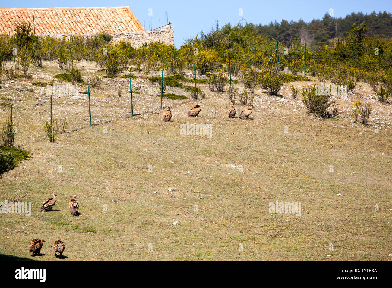 Gli uccelli rapaci avvoltoi Griffin Gyps fulvus su di una collina nella Sierra de Albarracin Spagna Foto Stock