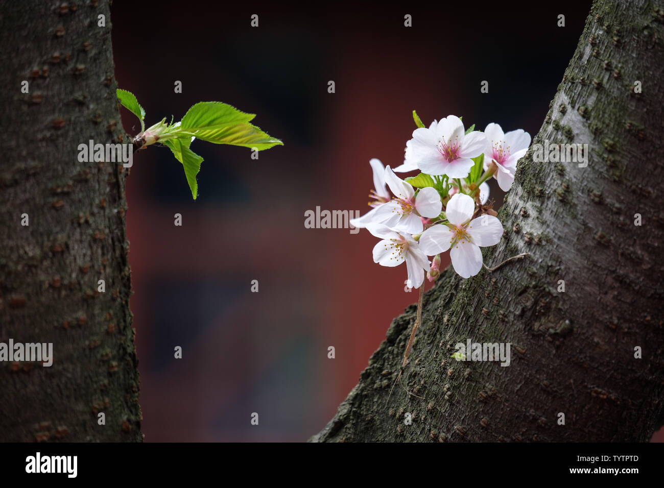 Fiori Ciliegio al tempio Hanshan a Suzhou Foto Stock