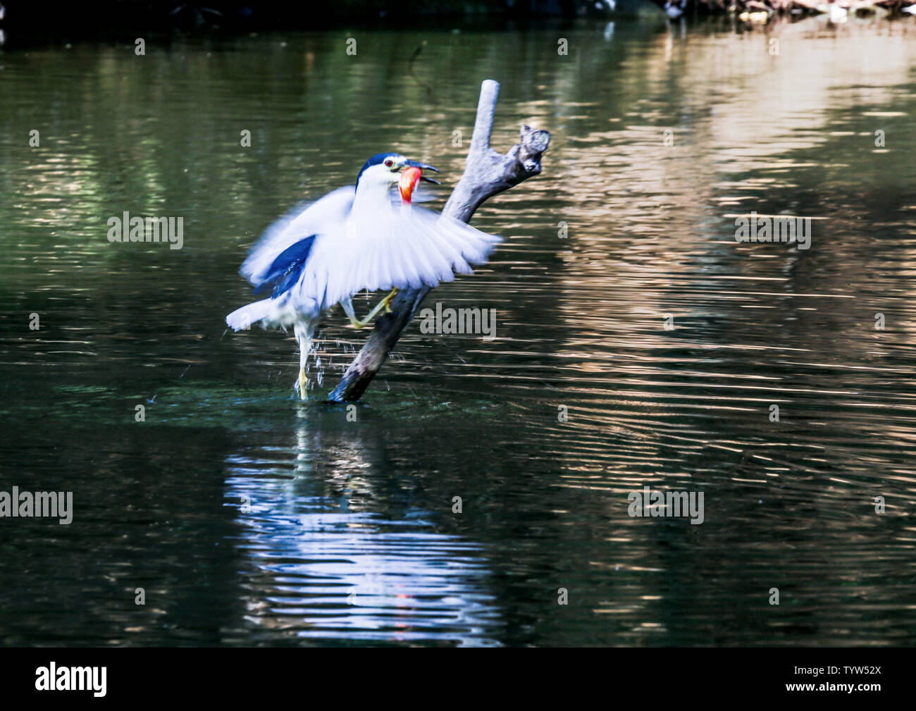 Aironi notturni, uccelli, animali, piume, lago di ali. Foto Stock