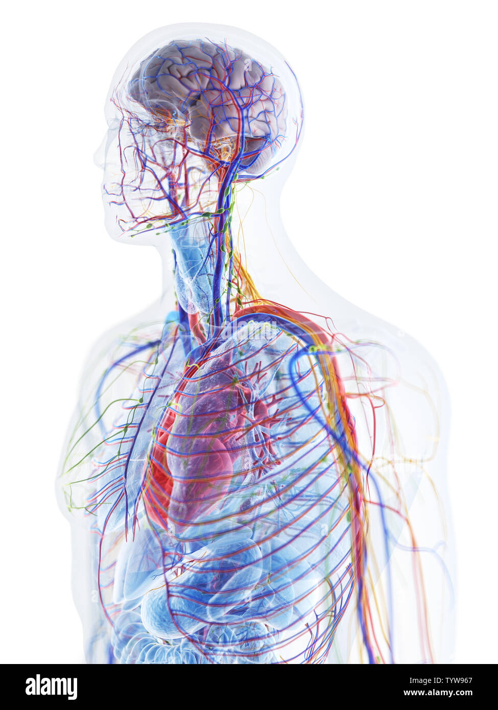 3D Rendering accurato dal punto di vista medico illustrazione dell'anatomia umana Foto Stock