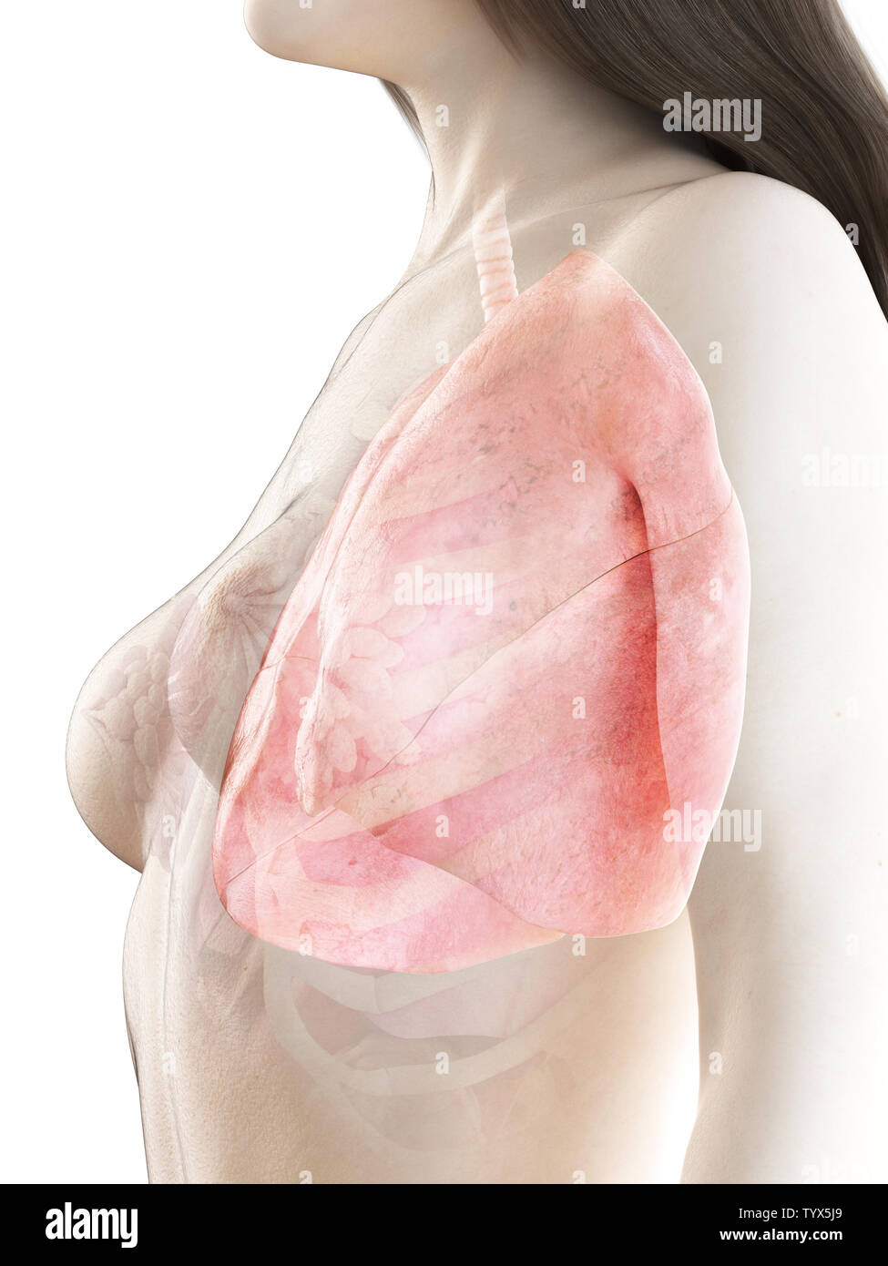 3D Rendering accurato dal punto di vista medico illustrazione di un polmone womans Foto Stock