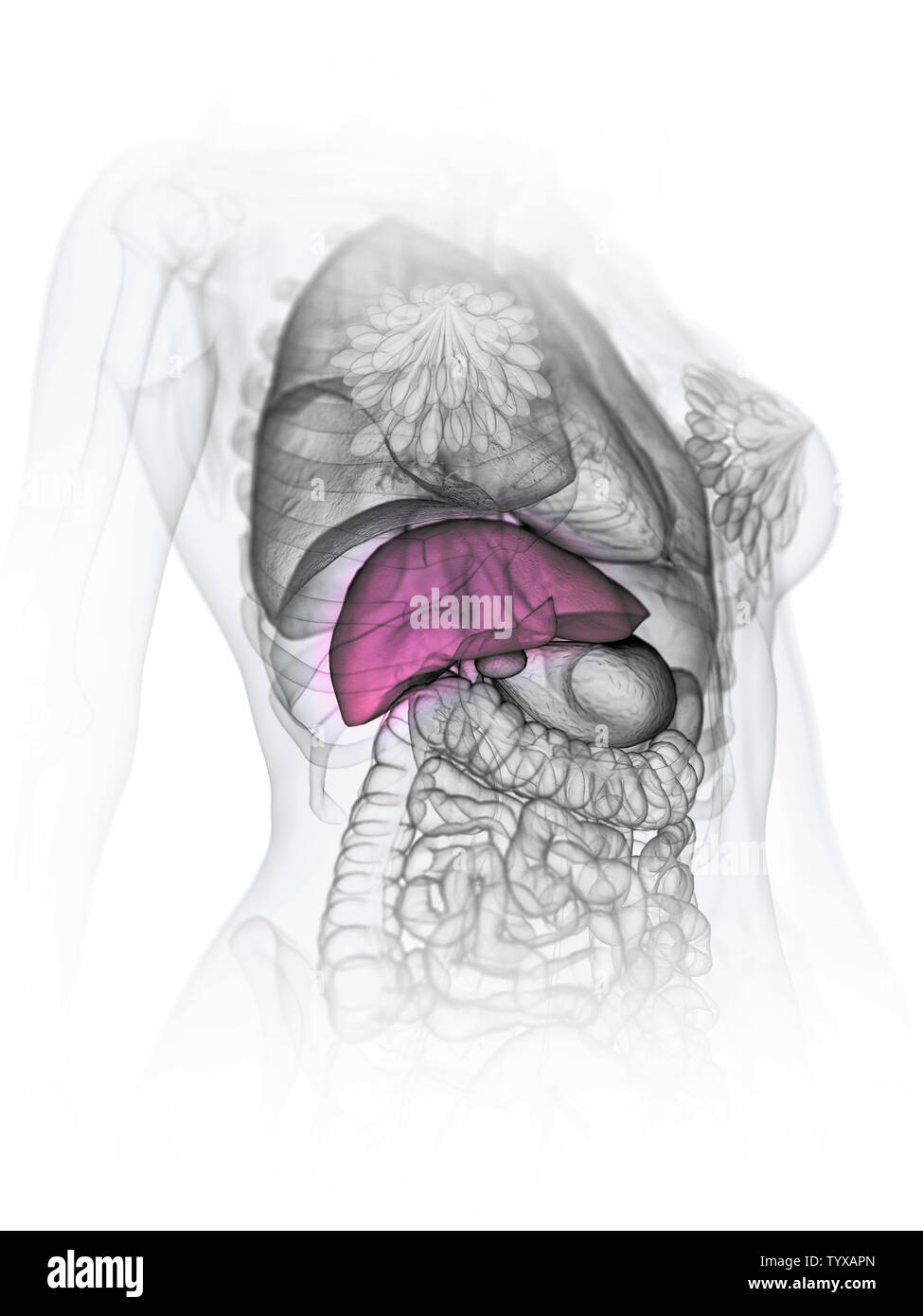 3D Rendering accurato dal punto di vista medico illustrazione di un fegato womans Foto Stock