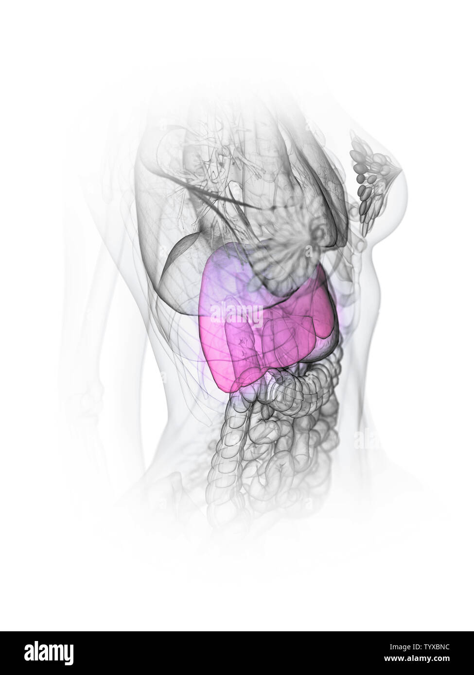 3D Rendering accurato dal punto di vista medico illustrazione di un fegato womans Foto Stock