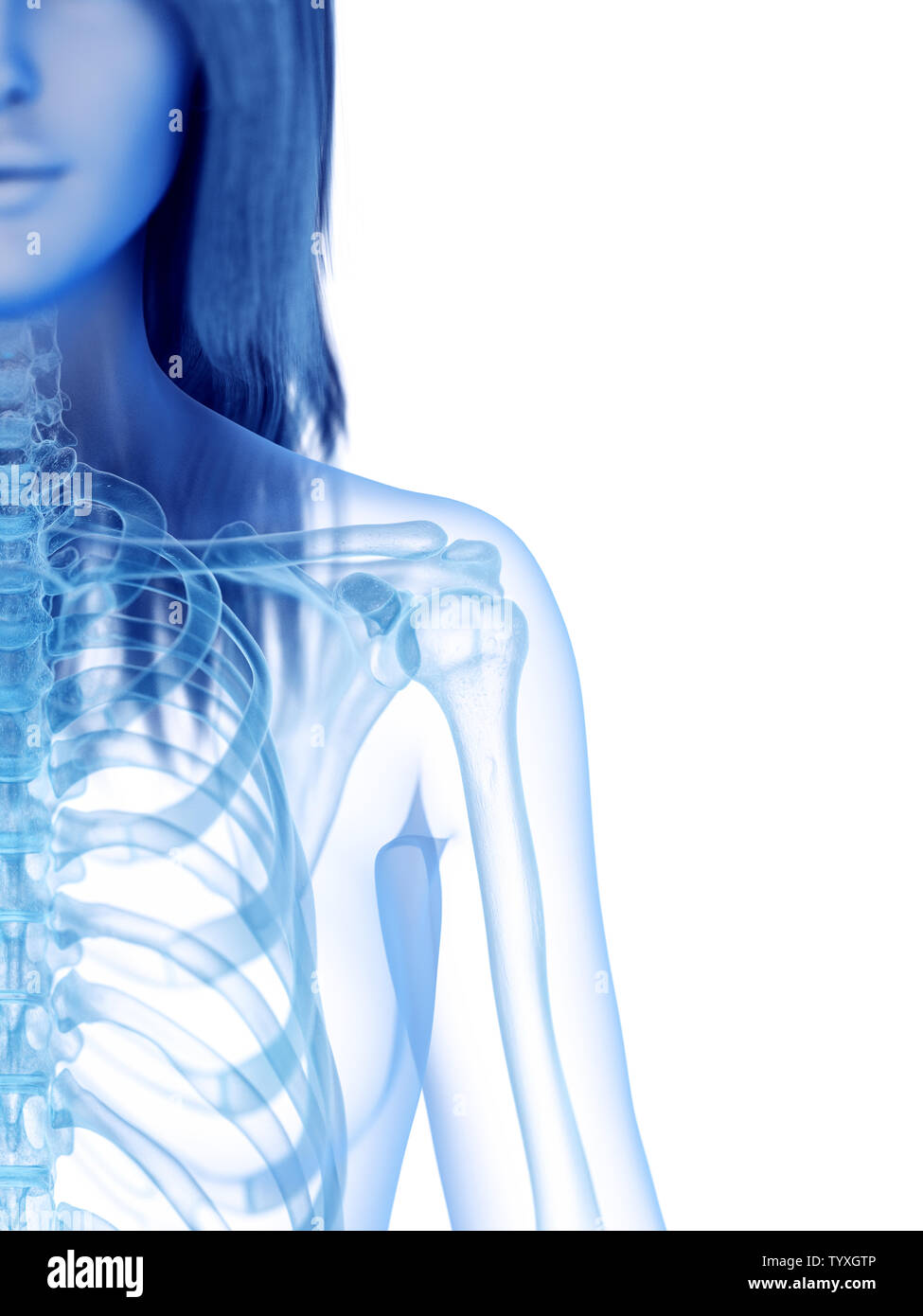 3D Rendering accurato dal punto di vista medico illustrazione della spalla scheletrico Foto Stock