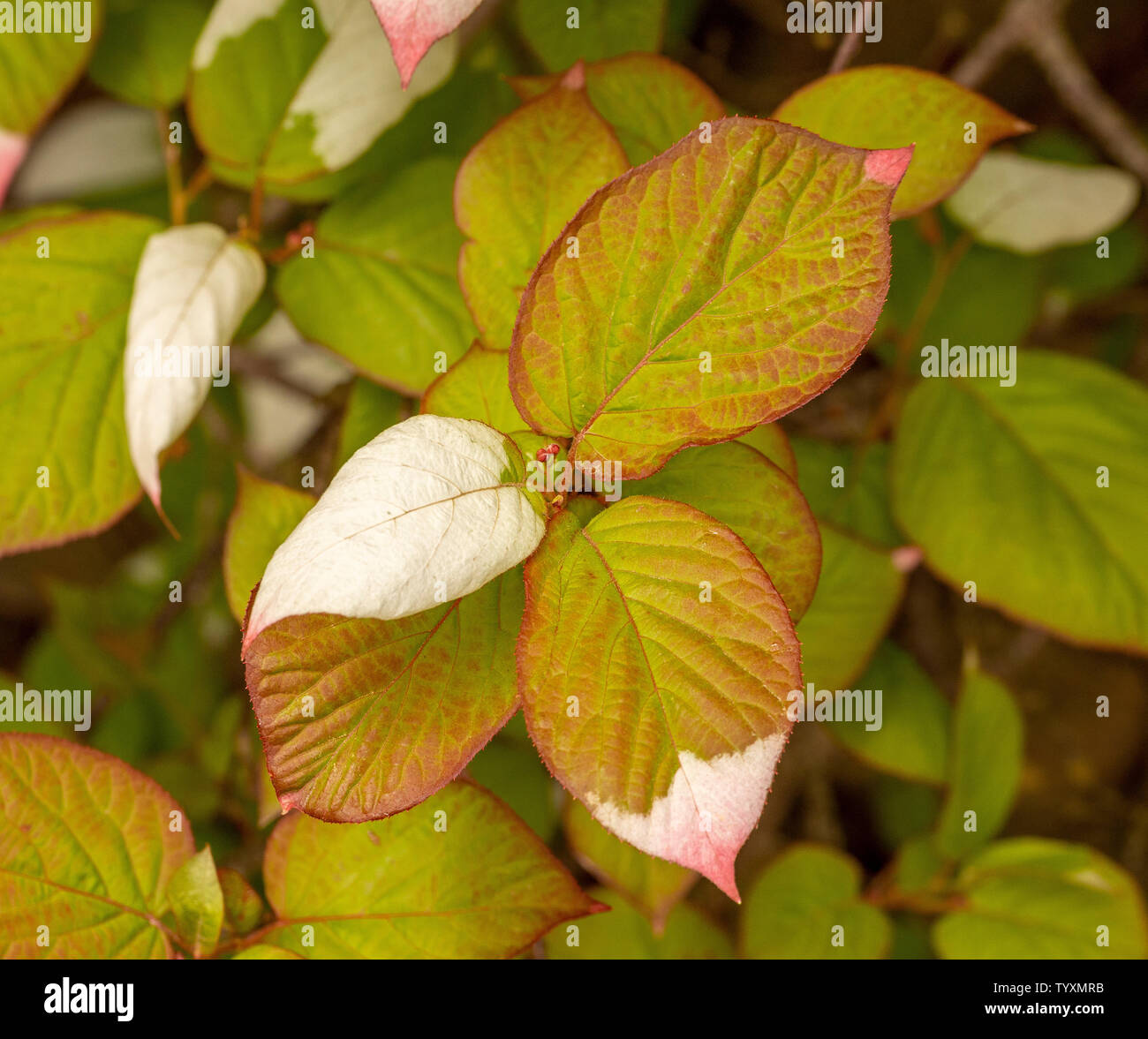 Close-up del bianco, verde e foglie rosse di Actinidia Kolmkta. Foto Stock