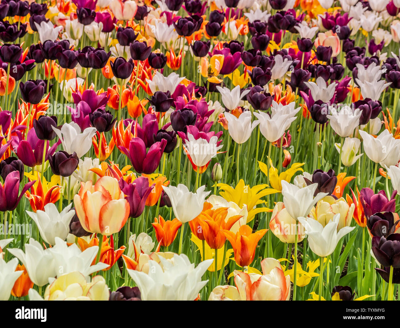 Un abbondanza di tulipani multicolori che cresce in un aiuola. Foto Stock