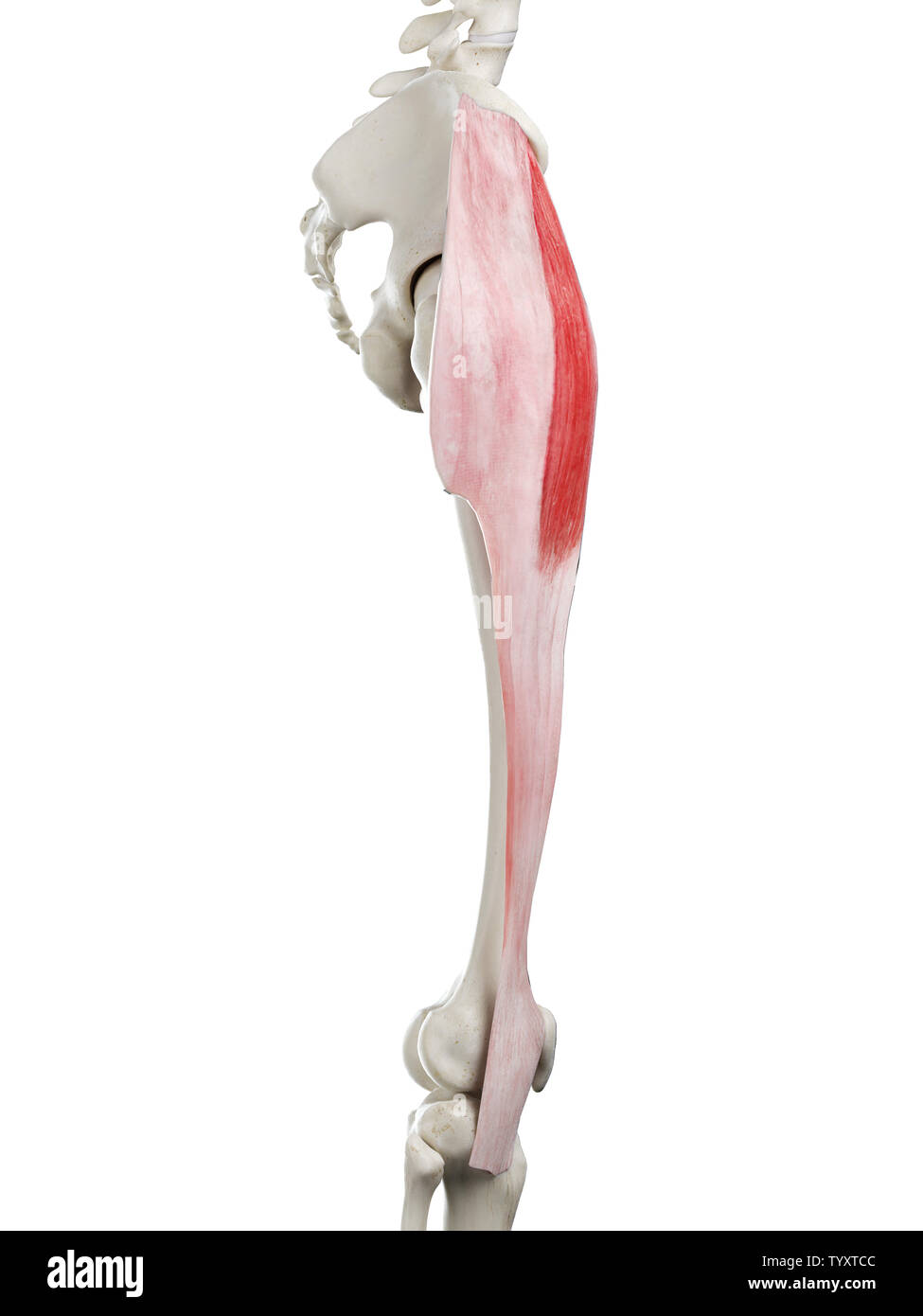 3D Rendering accurato dal punto di vista medico illustrazione di un tensore womans Fascia Lata Foto Stock