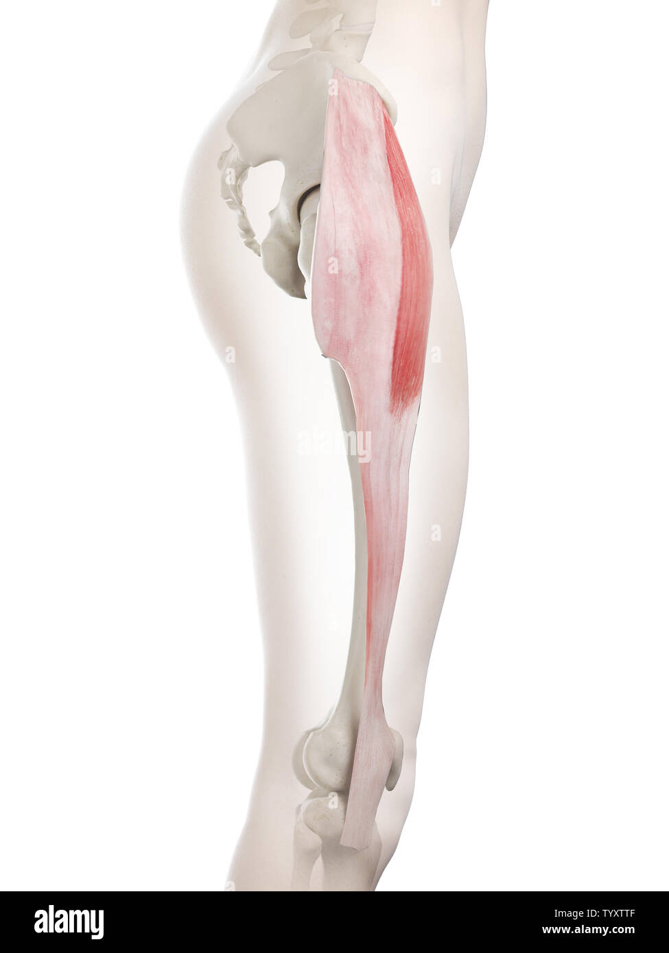 3D Rendering accurato dal punto di vista medico illustrazione di un tensore womans Fascia Lata Foto Stock