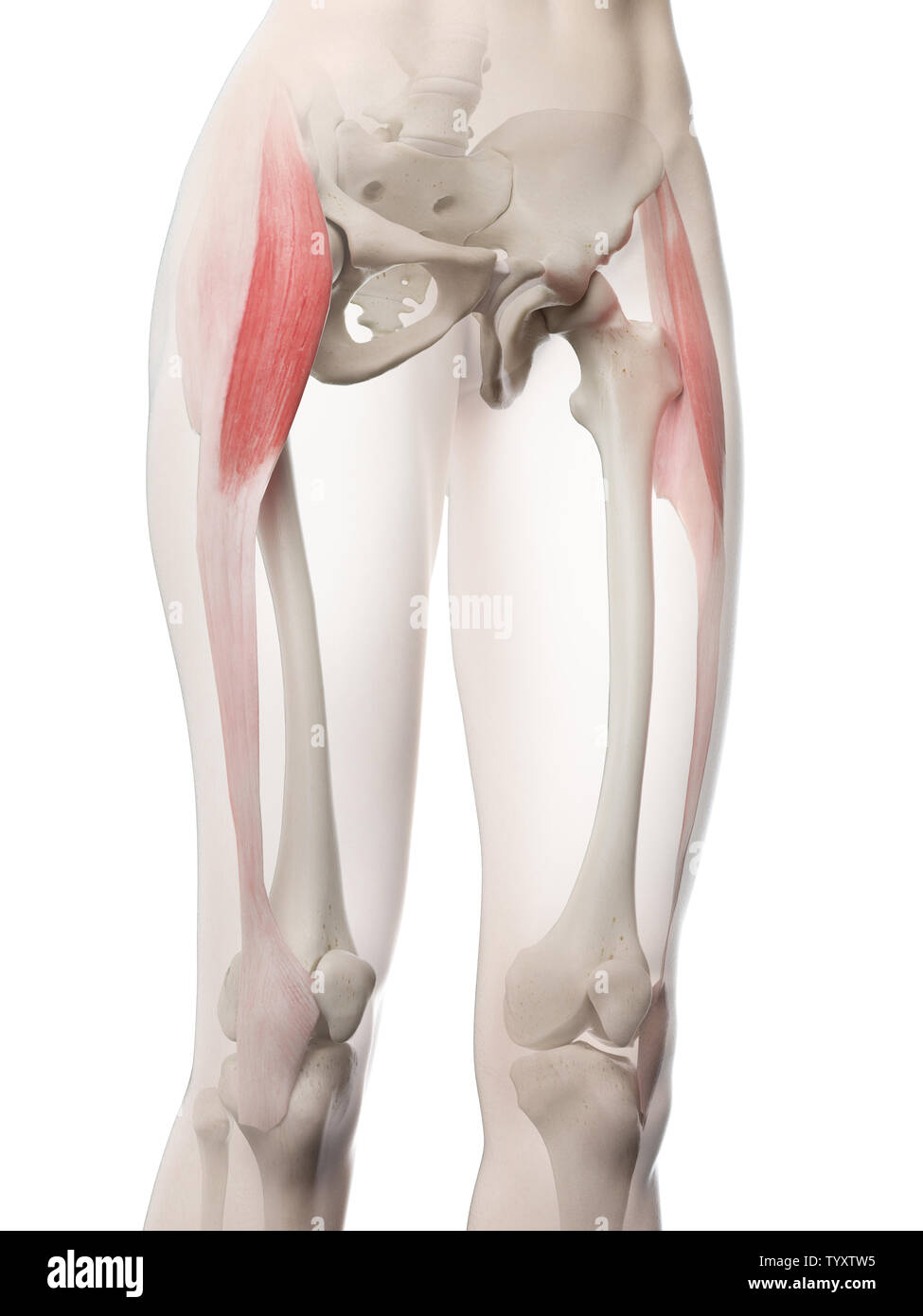 3D Rendering accurato dal punto di vista medico illustrazione di un tensore womans Fascia Lata Foto Stock