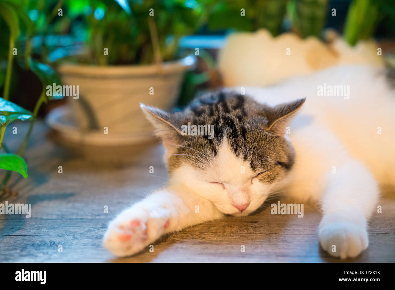 Pancia dormono gatto gatti di dormire sulla loro stomaci Foto Stock