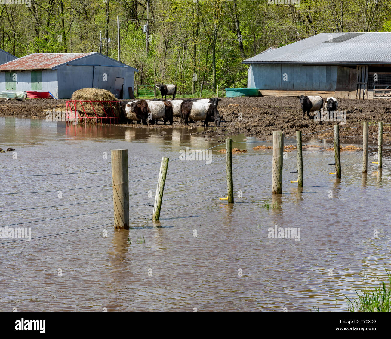 Le vacche in piedi sulla terra asciutta in un invaso il pascolo. Heavy Rain e tempeste nel Midwest hanno causato inondazioni massiccia e ha interessato le attività agricole Foto Stock